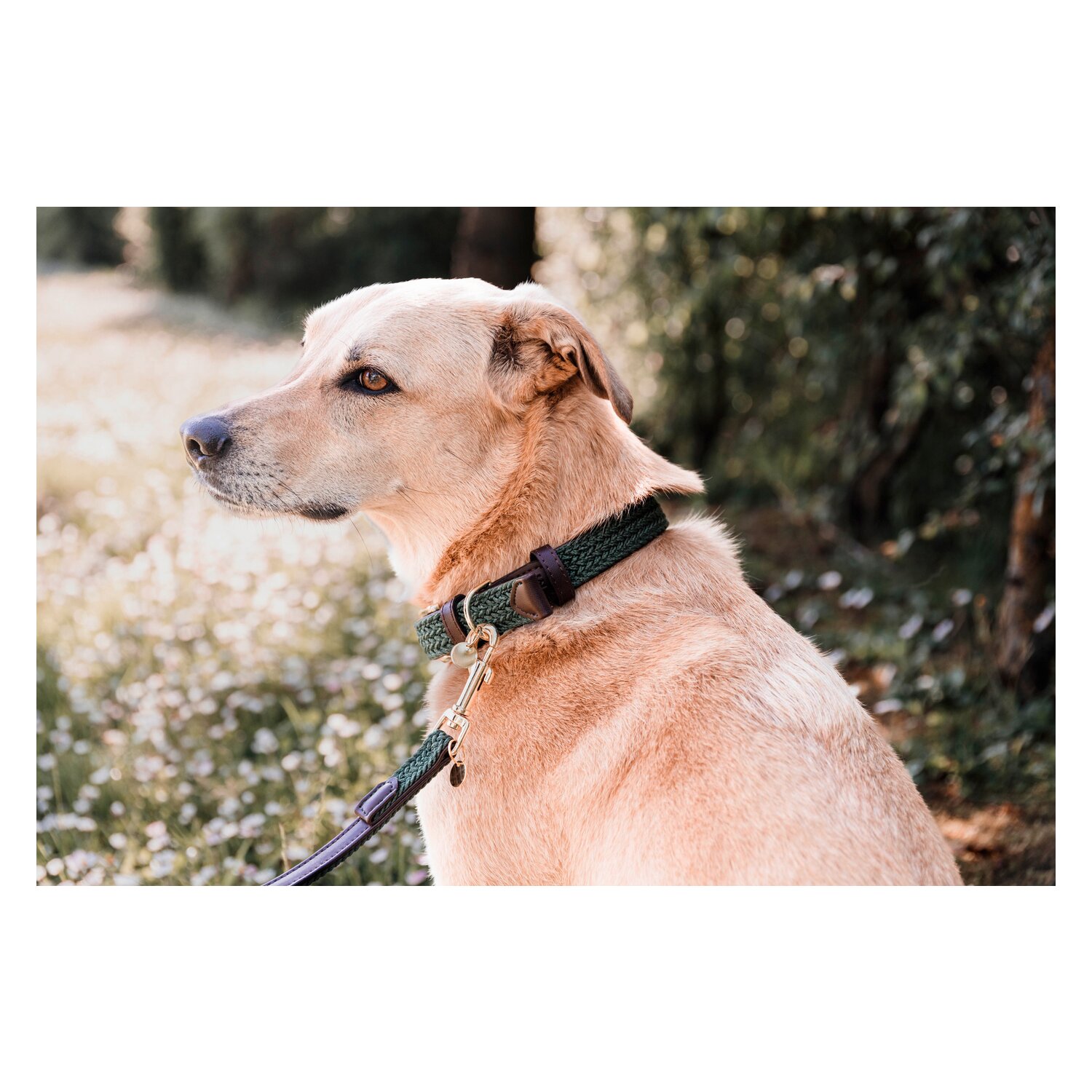 KENTUCKY DOGWEAR Hundehalsband Plaited Nylon – Ansicht 2