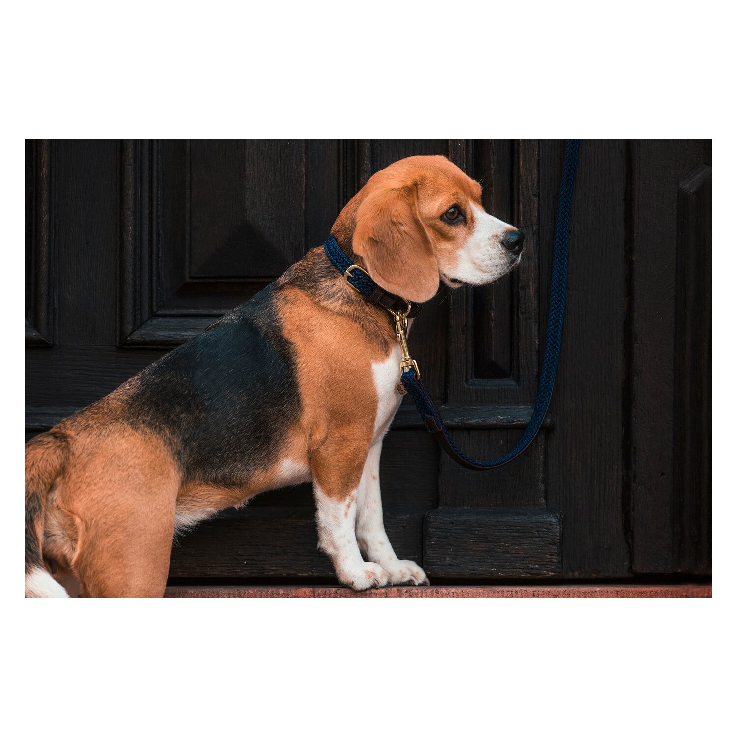 KENTUCKY DOGWEAR Hundehalsband Plaited Nylon – Ansicht 4