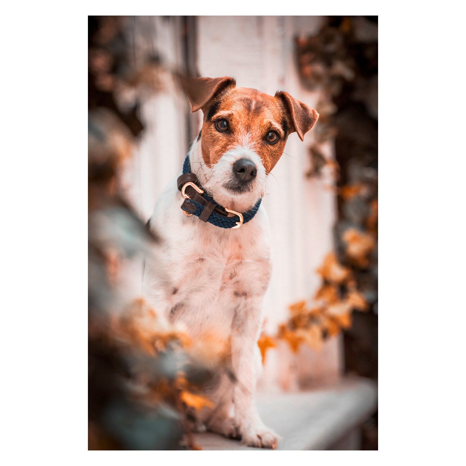 KENTUCKY DOGWEAR Hundehalsband Plaited Nylon – Ansicht 3