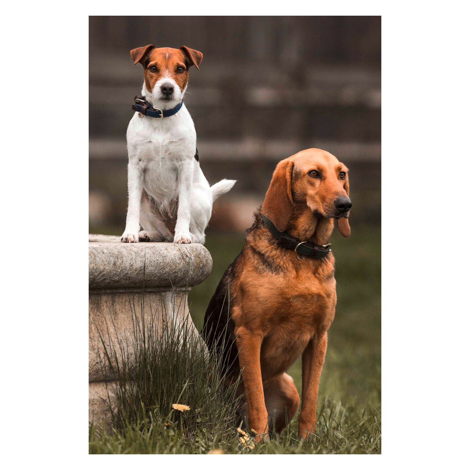 KENTUCKY DOGWEAR Hundehalsband Plaited Nylon – Ansicht 5