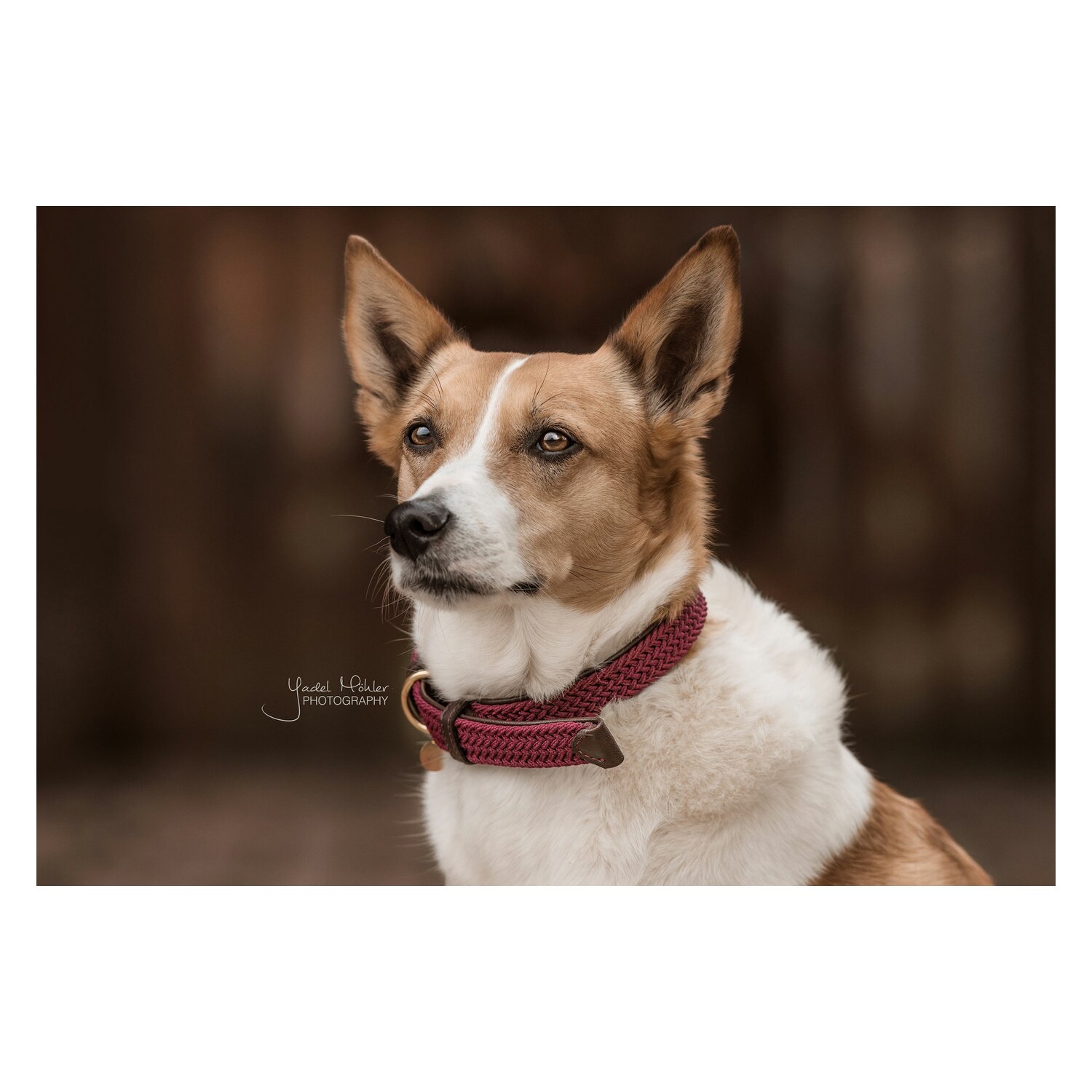 KENTUCKY DOGWEAR Hundehalsband Plaited Nylon – Ansicht 3