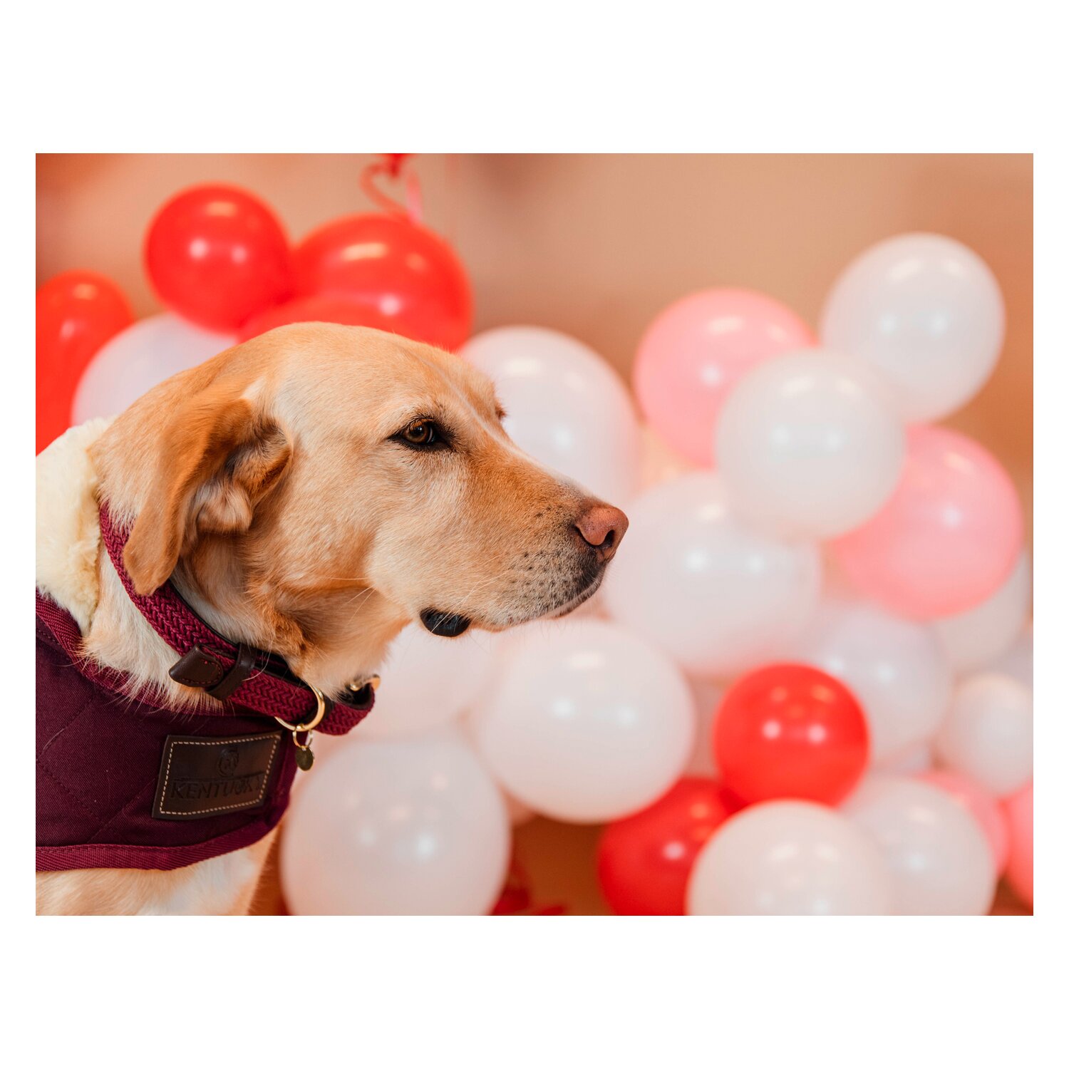 KENTUCKY DOGWEAR Hundehalsband Plaited Nylon – Ansicht 4