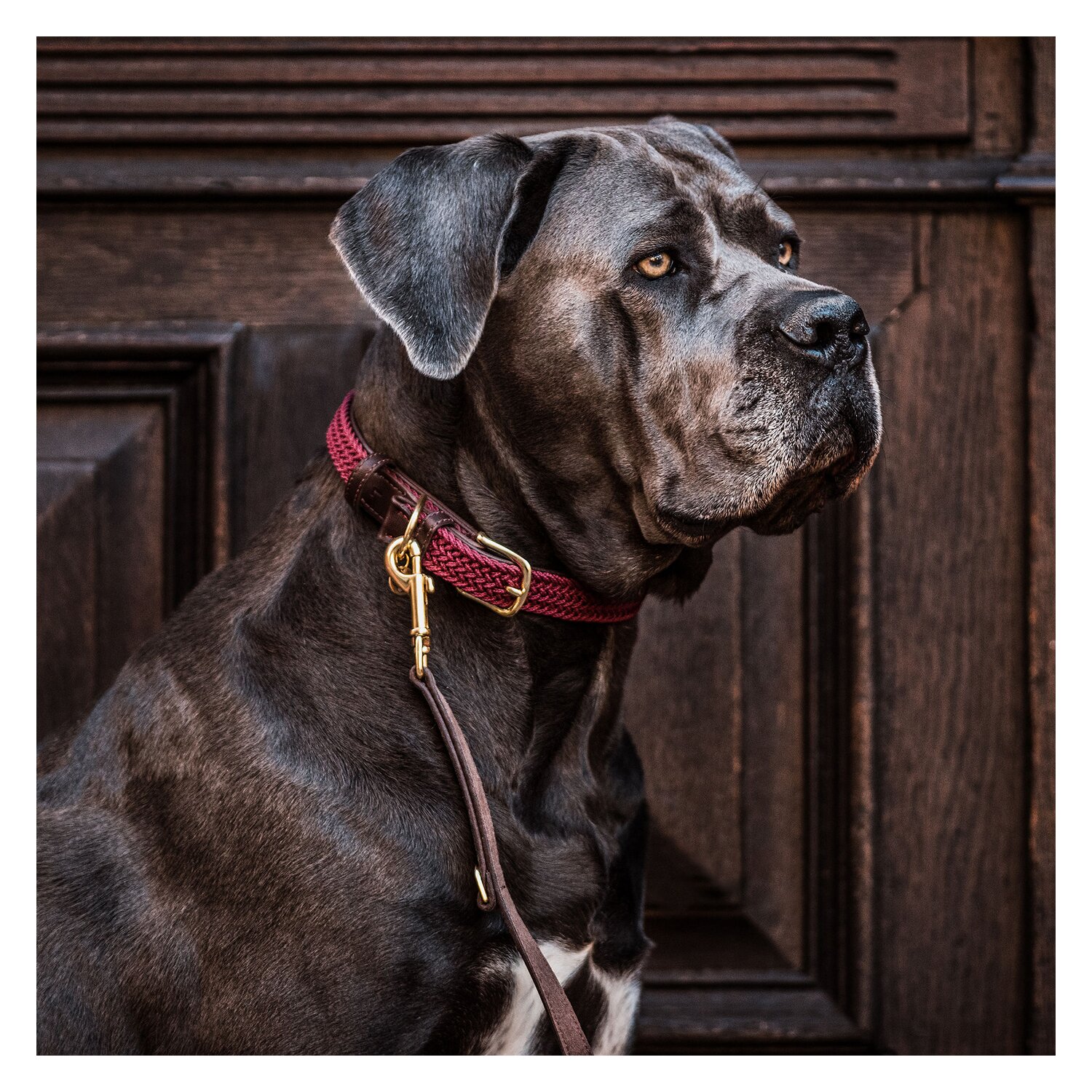 KENTUCKY DOGWEAR Hundehalsband Plaited Nylon – Ansicht 2
