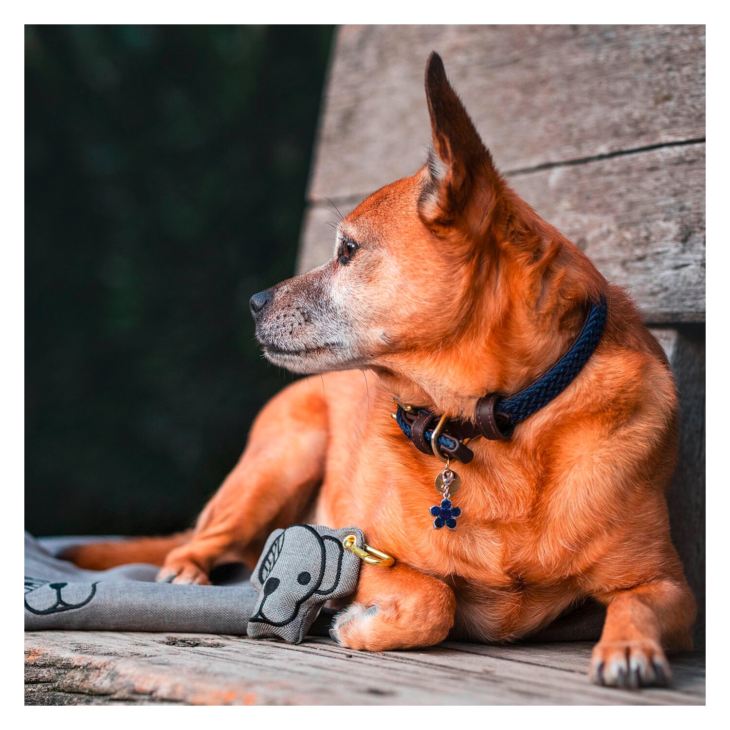 KENTUCKY DOGWEAR Hundehalsband Plaited Nylon – Ansicht 2