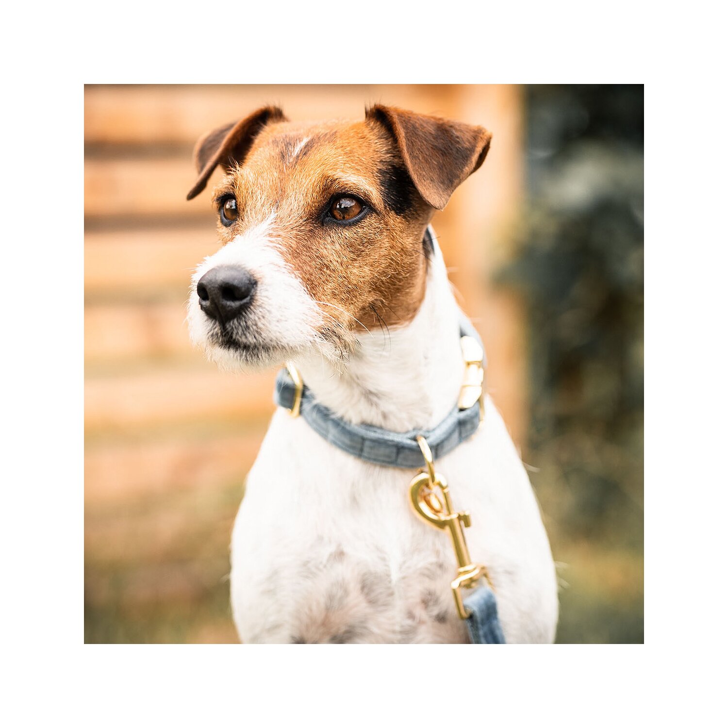 KENTUCKY DOGWEAR Hundehalsband Velvet – Ansicht 2