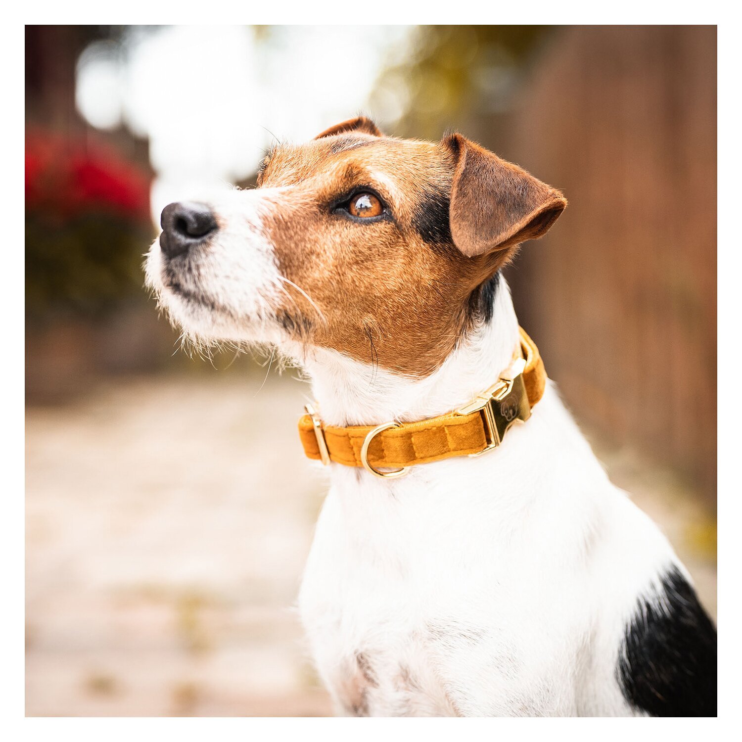 KENTUCKY DOGWEAR Hundehalsband Velvet – Ansicht 2