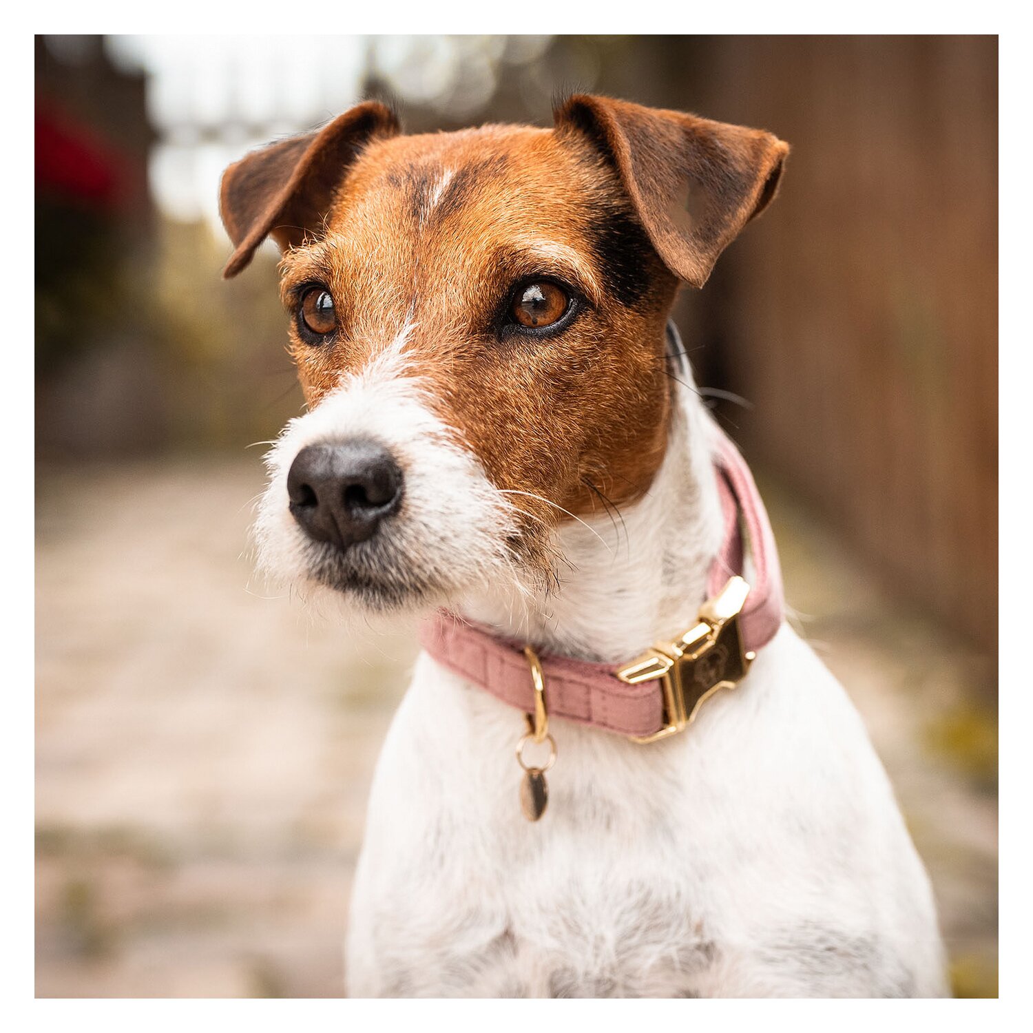 KENTUCKY DOGWEAR Hundehalsband Velvet – Ansicht 3