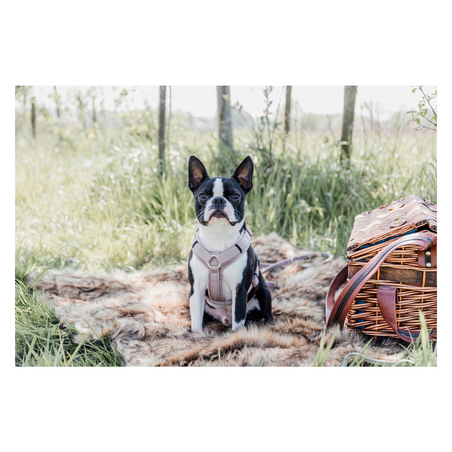 KENTUCKY DOGWEAR Hundegeschirr Activ Velvet – Ansicht 4