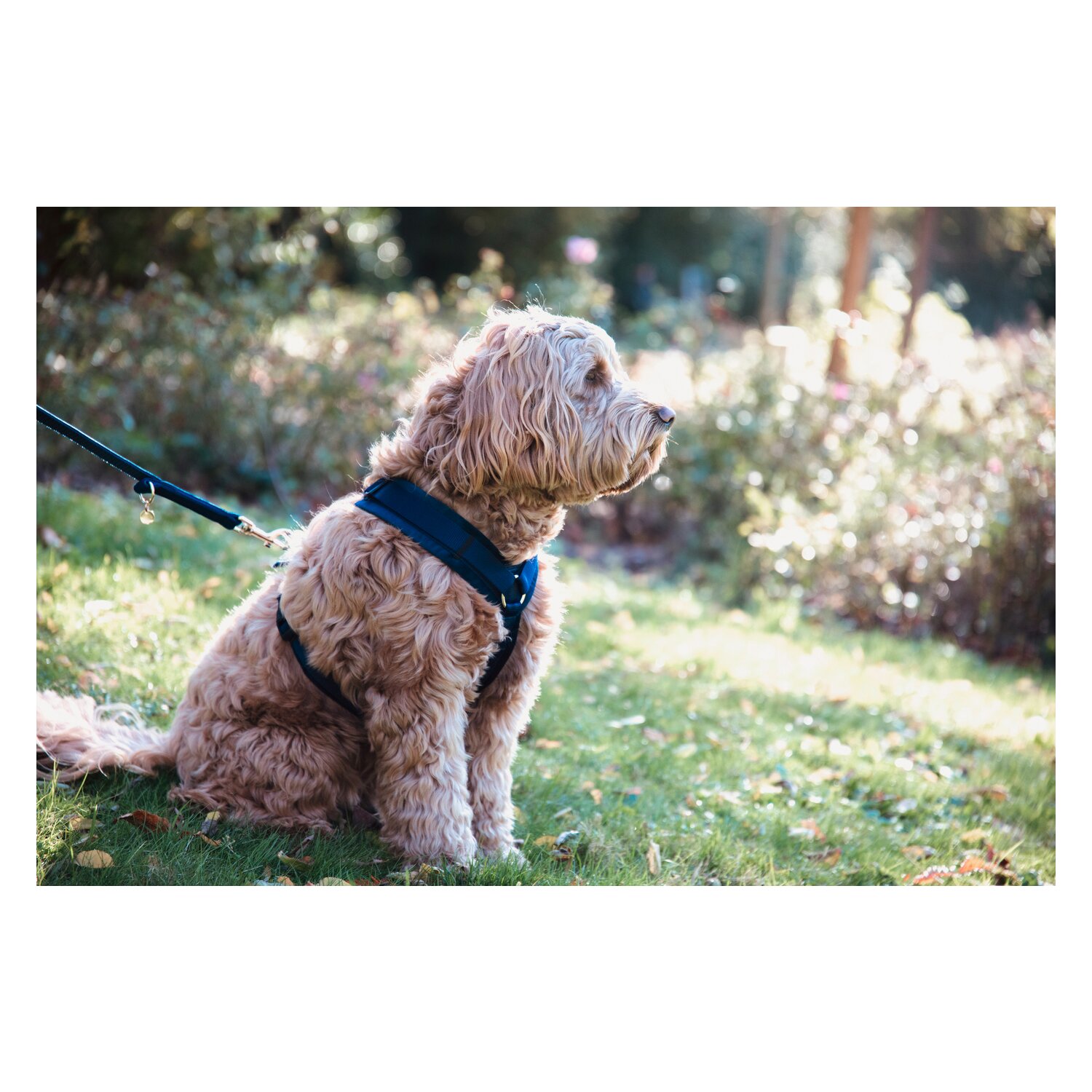 KENTUCKY DOGWEAR Hundegeschirr Activ Velvet – Ansicht 2