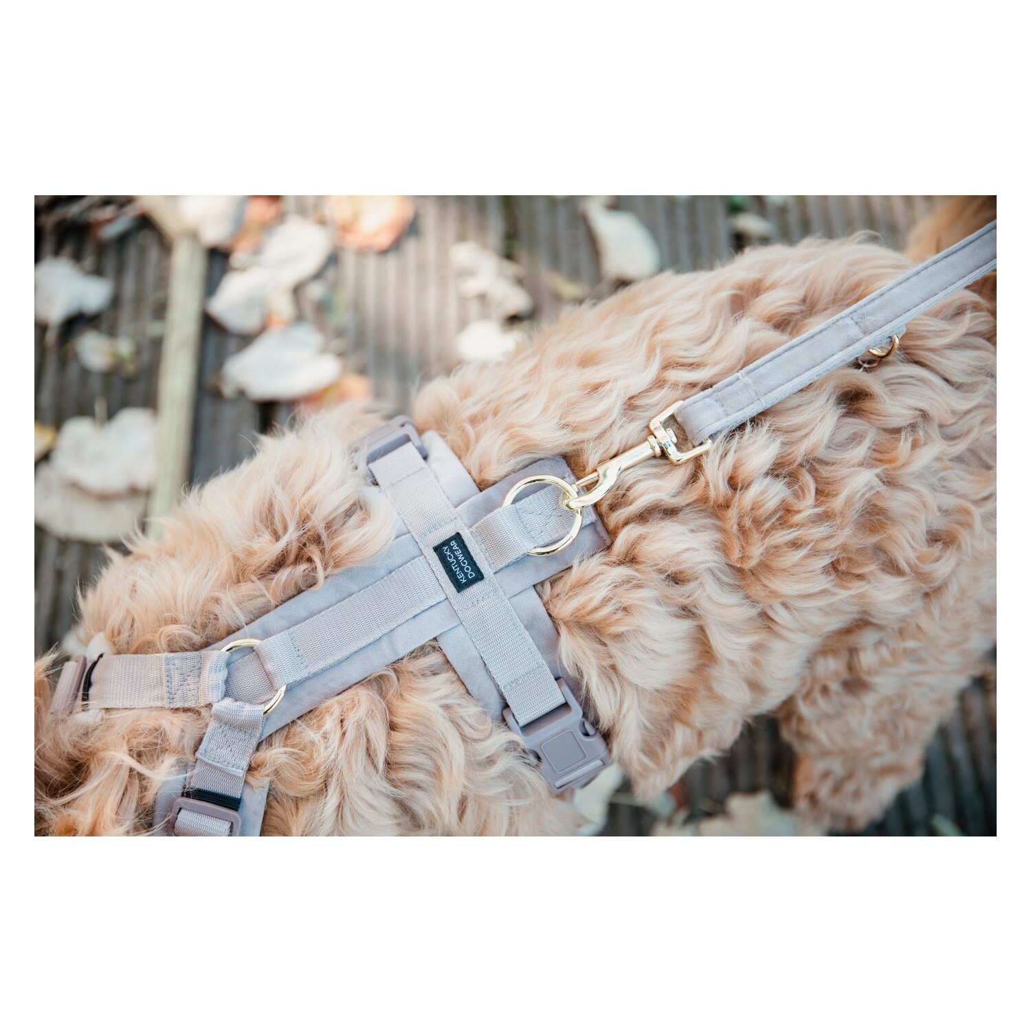 KENTUCKY DOGWEAR Hundegeschirr Activ Velvet – Ansicht 3