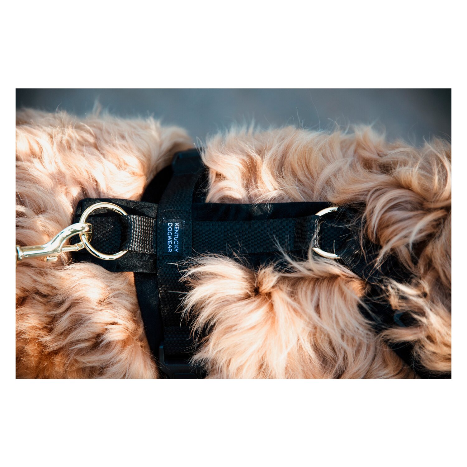 KENTUCKY DOGWEAR Hundegeschirr Activ Velvet – Ansicht 3