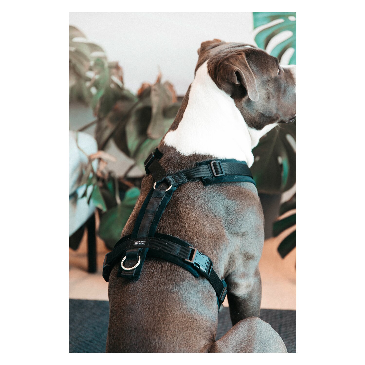 KENTUCKY DOGWEAR Hundegeschirr Activ Velvet – Ansicht 4