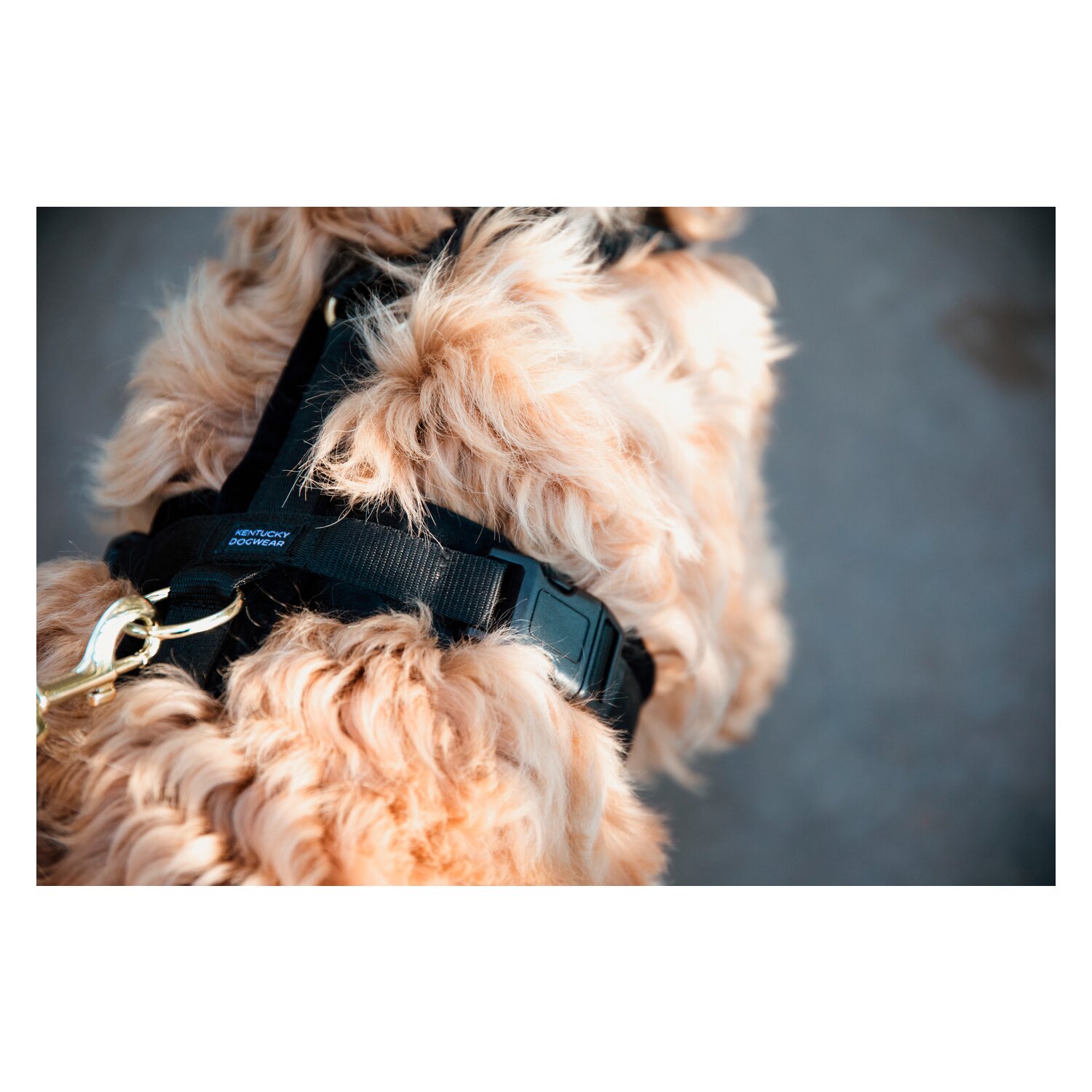 KENTUCKY DOGWEAR Hundegeschirr Activ Velvet – Ansicht 2
