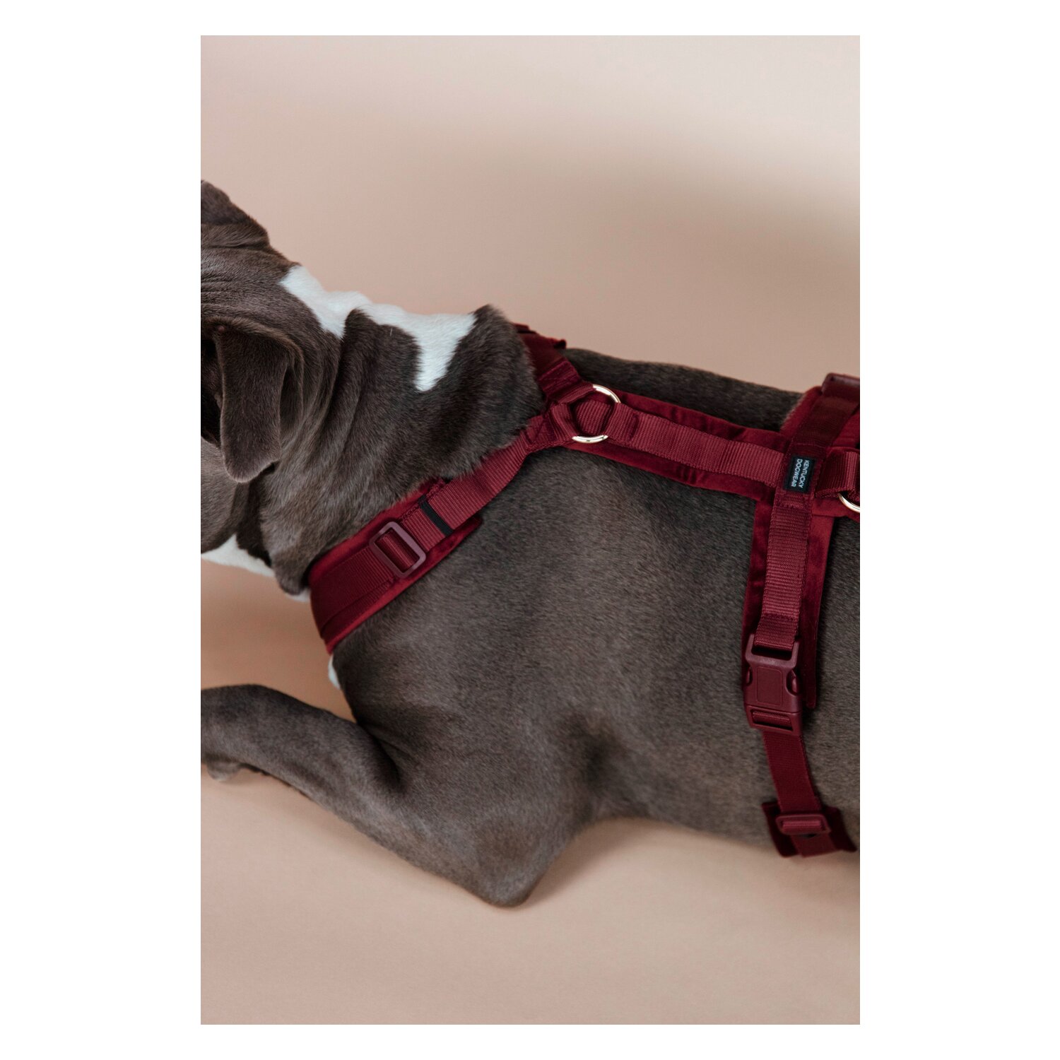 KENTUCKY DOGWEAR Hundegeschirr Activ Velvet – Ansicht 3