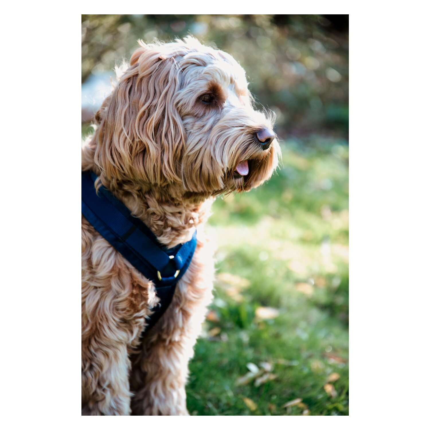 KENTUCKY DOGWEAR Hundegeschirr Activ Velvet – Ansicht 3