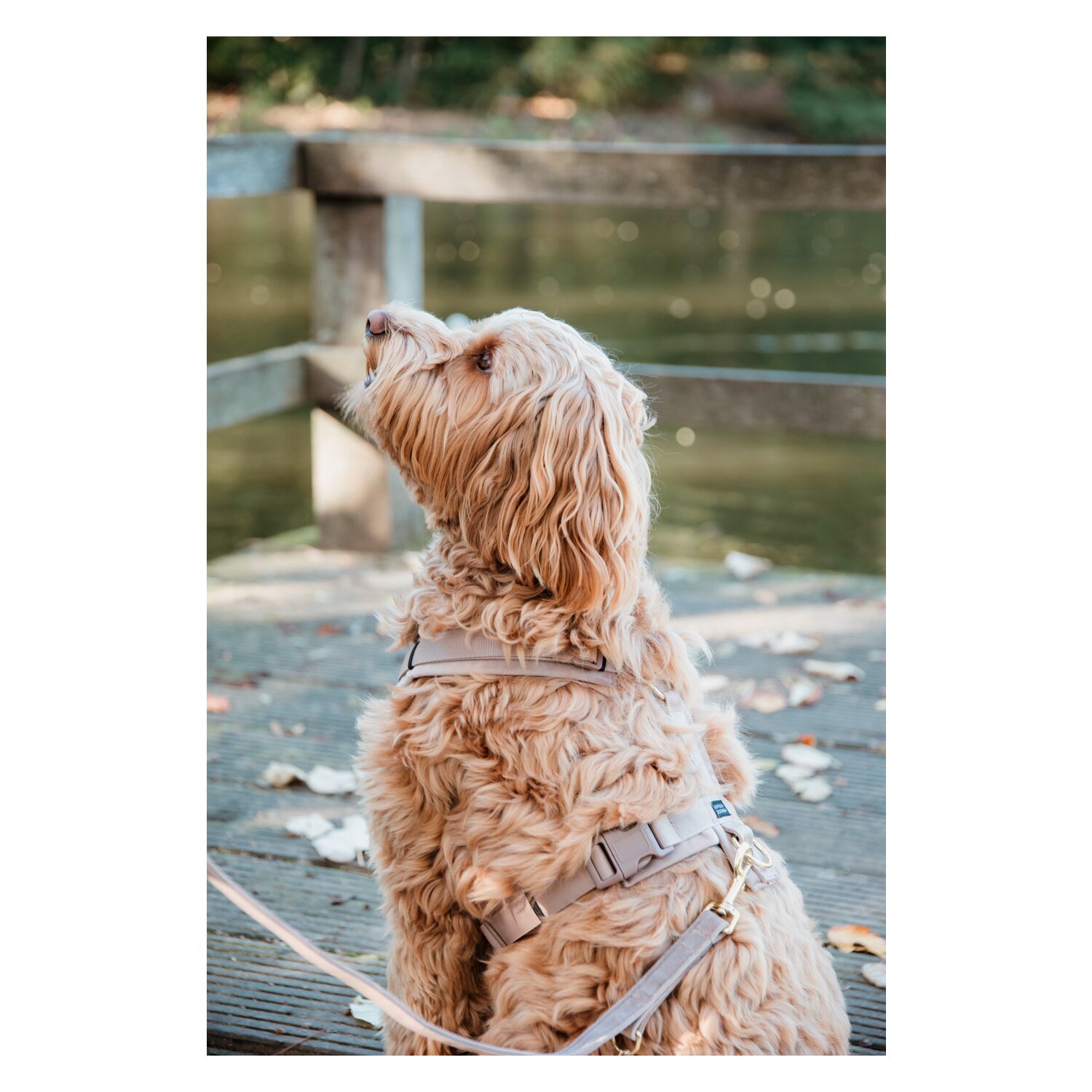 KENTUCKY DOGWEAR Hundegeschirr Activ Velvet – Ansicht 2