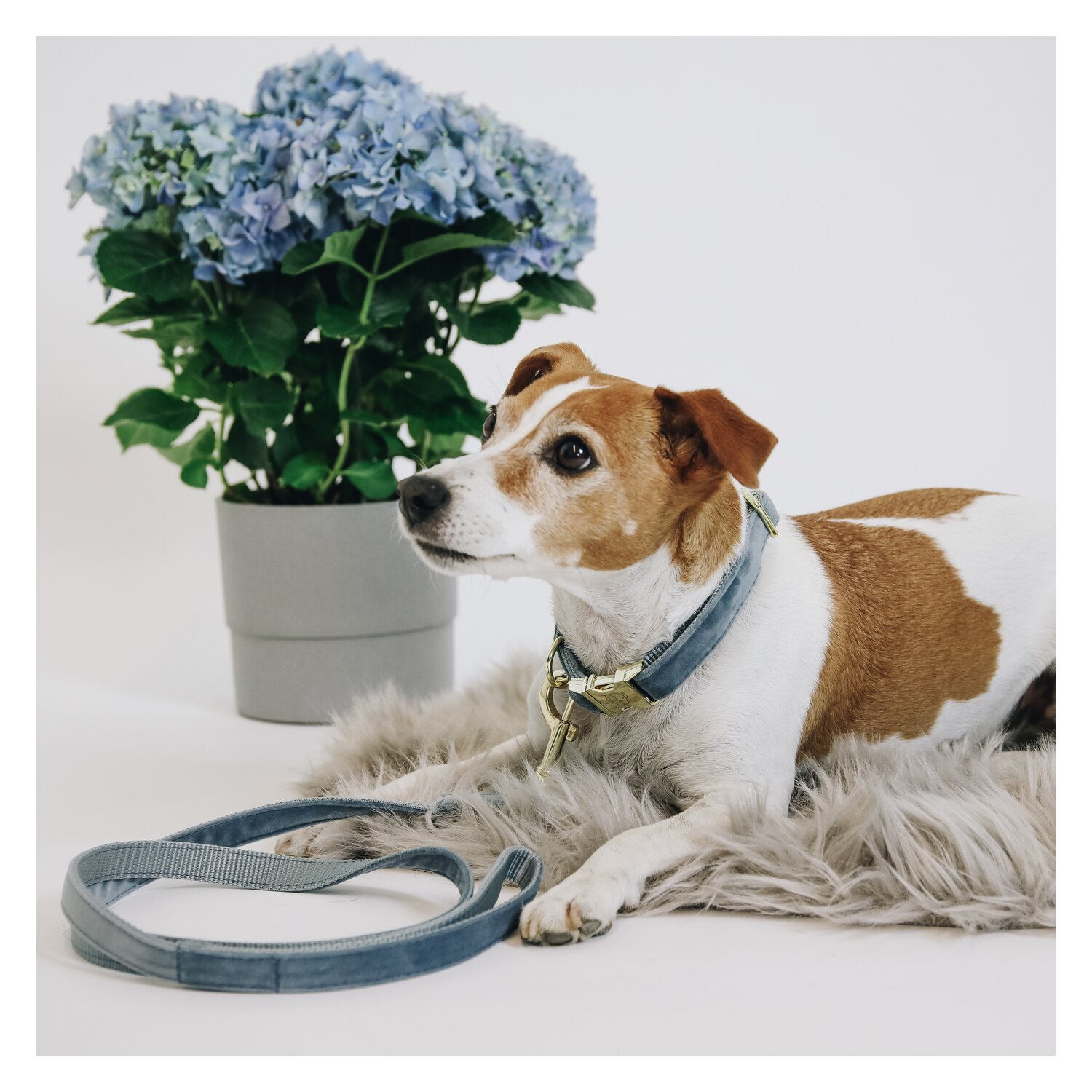 KENTUCKY DOGWEAR Hundeleine Velvet – Ansicht 3