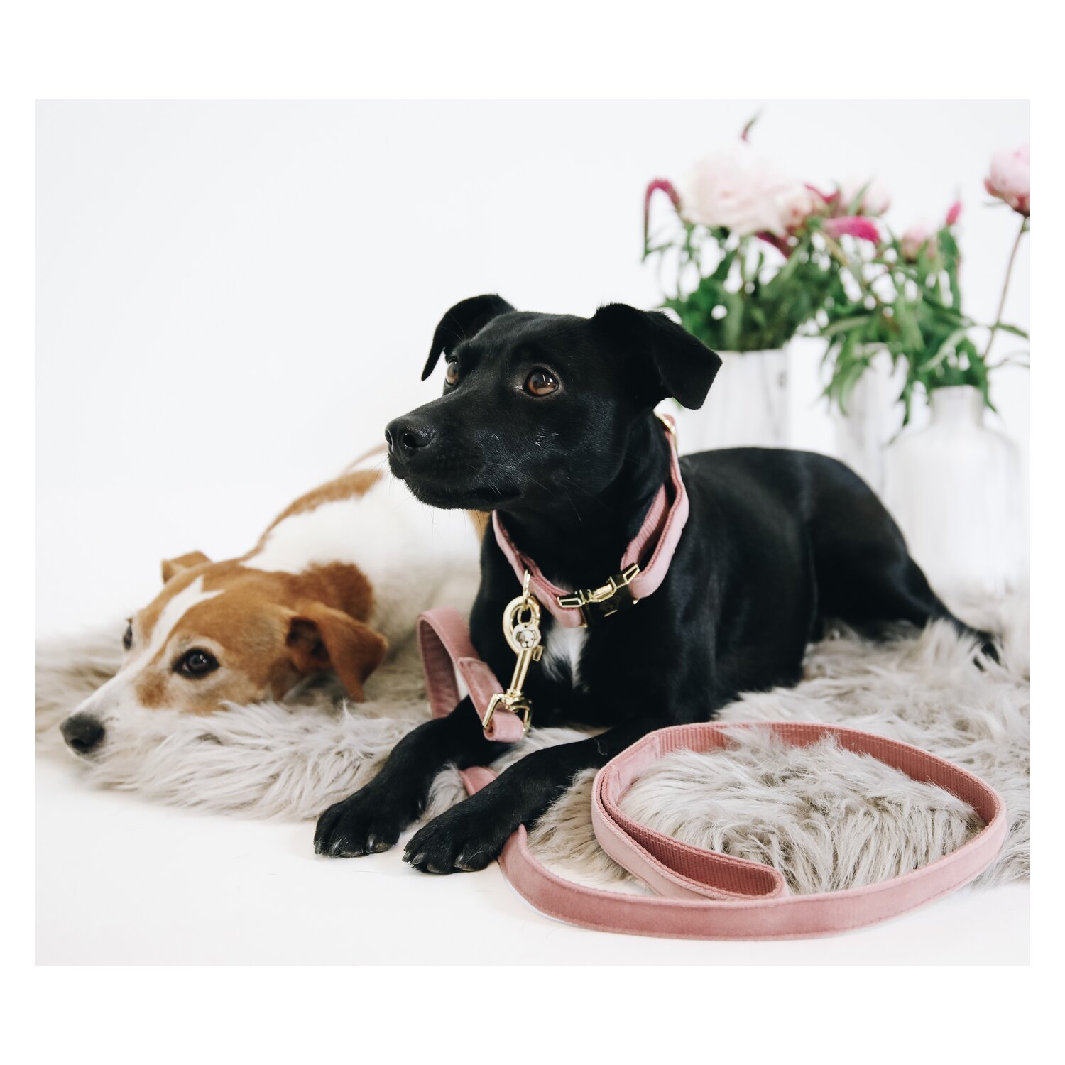 KENTUCKY DOGWEAR Hundeleine Velvet – Ansicht 3