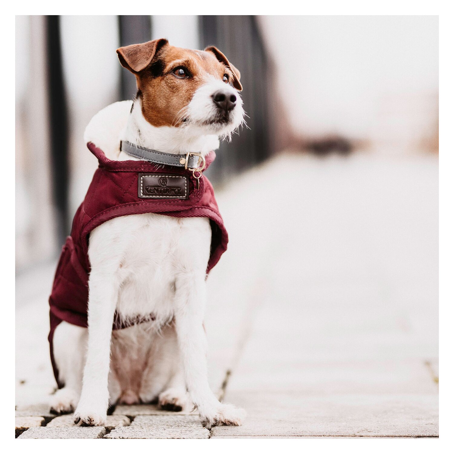 KENTUCKY DOGWEAR Hundemantel Original – Ansicht 3