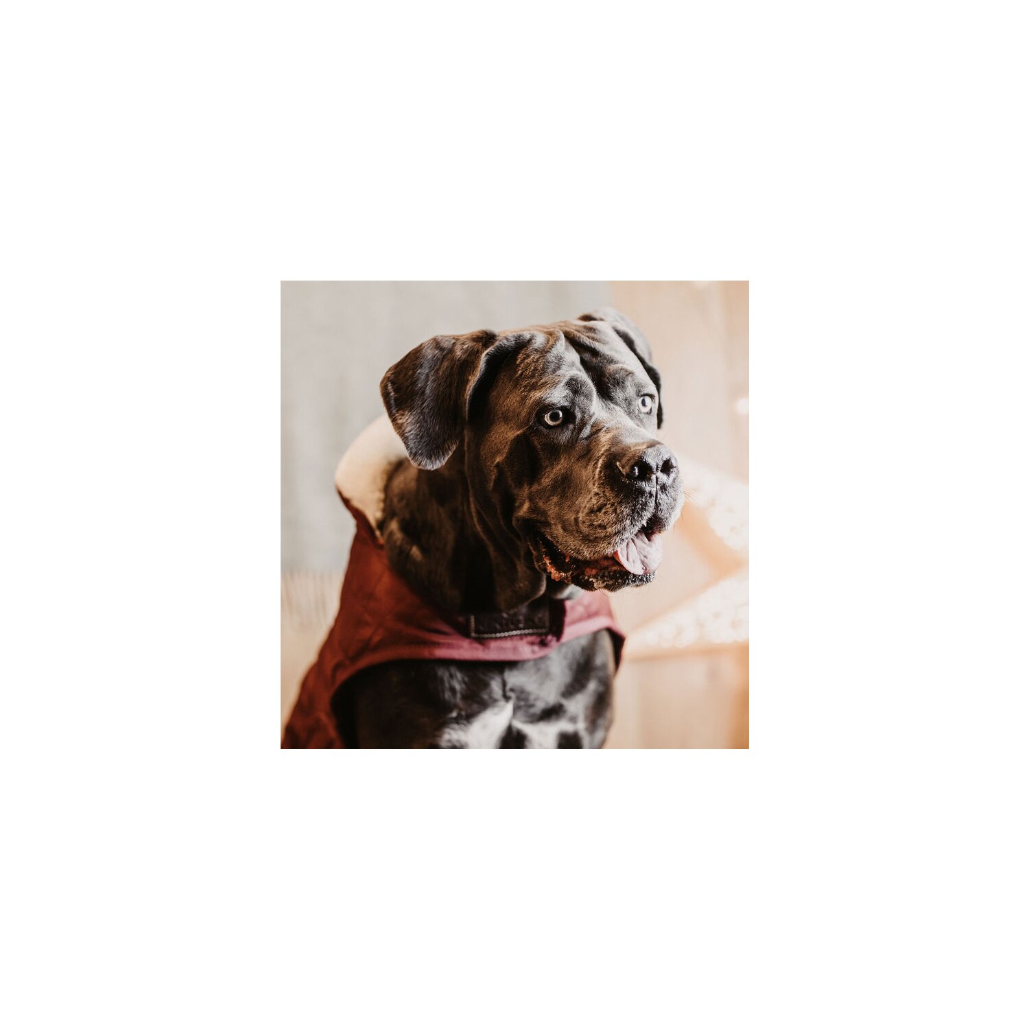 KENTUCKY DOGWEAR Hundemantel Original – Ansicht 4