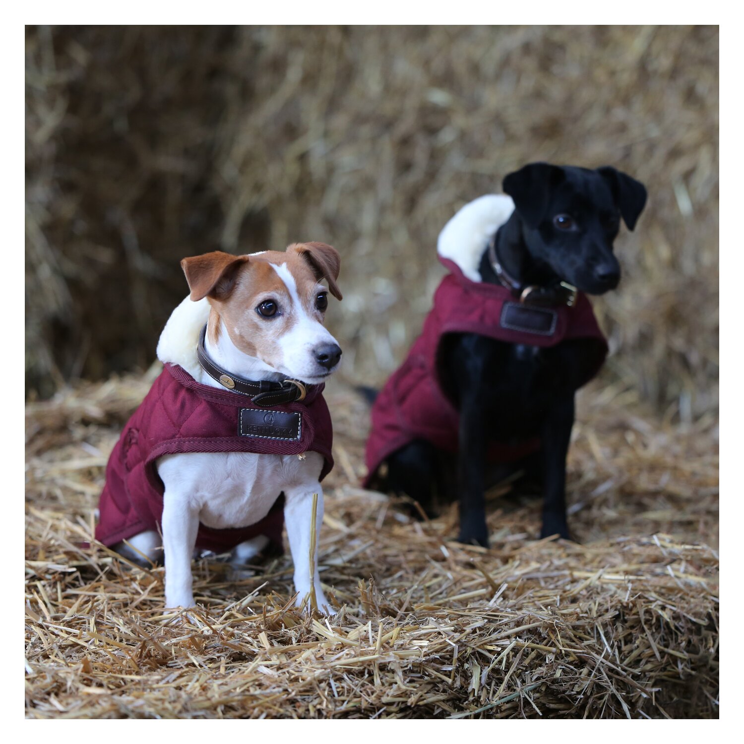 KENTUCKY DOGWEAR Hundemantel Original – Ansicht 5