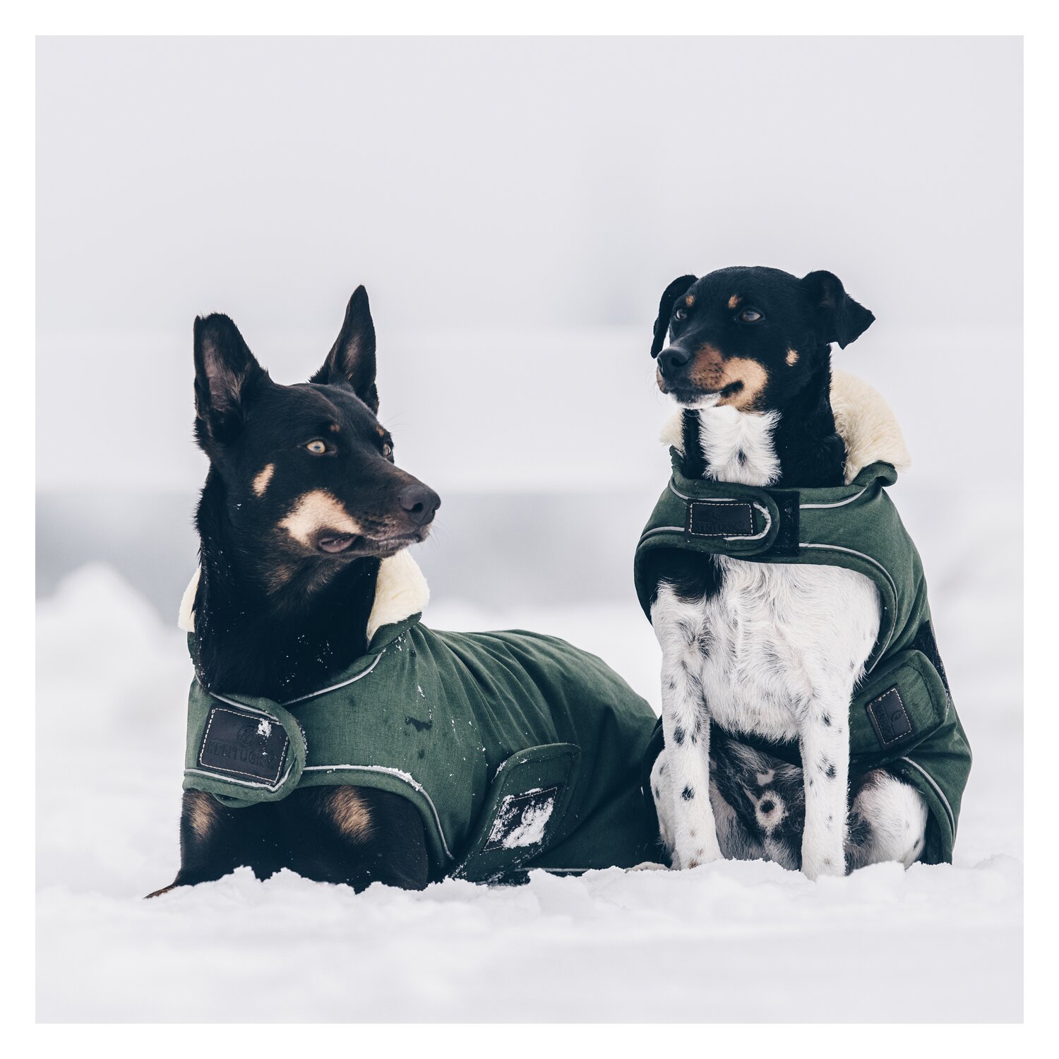 KENTUCKY DOGWEAR Hundemantel Wasserdicht – Ansicht 4