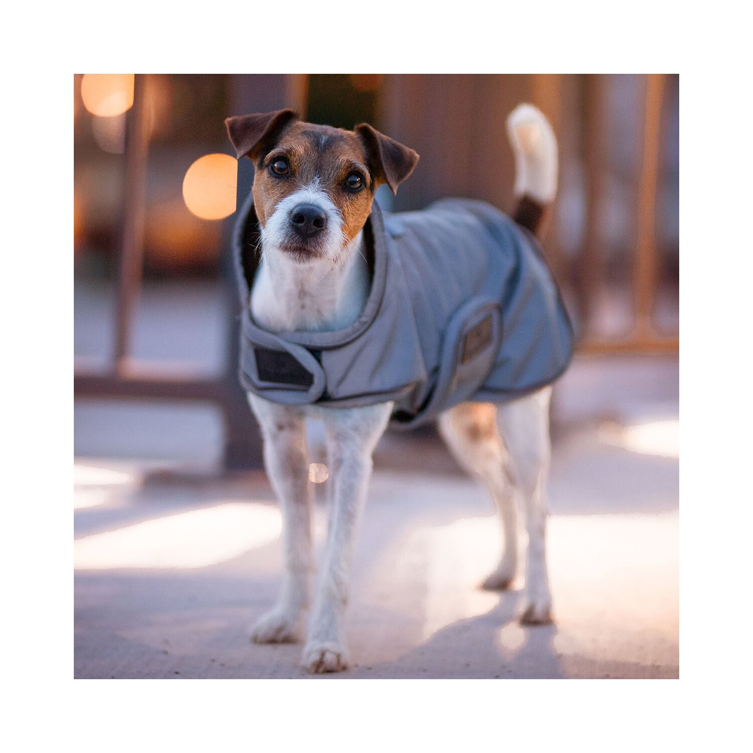 KENTUCKY DOGWEAR Hundemantel reflektierend und wasserabweisend – Ansicht 2