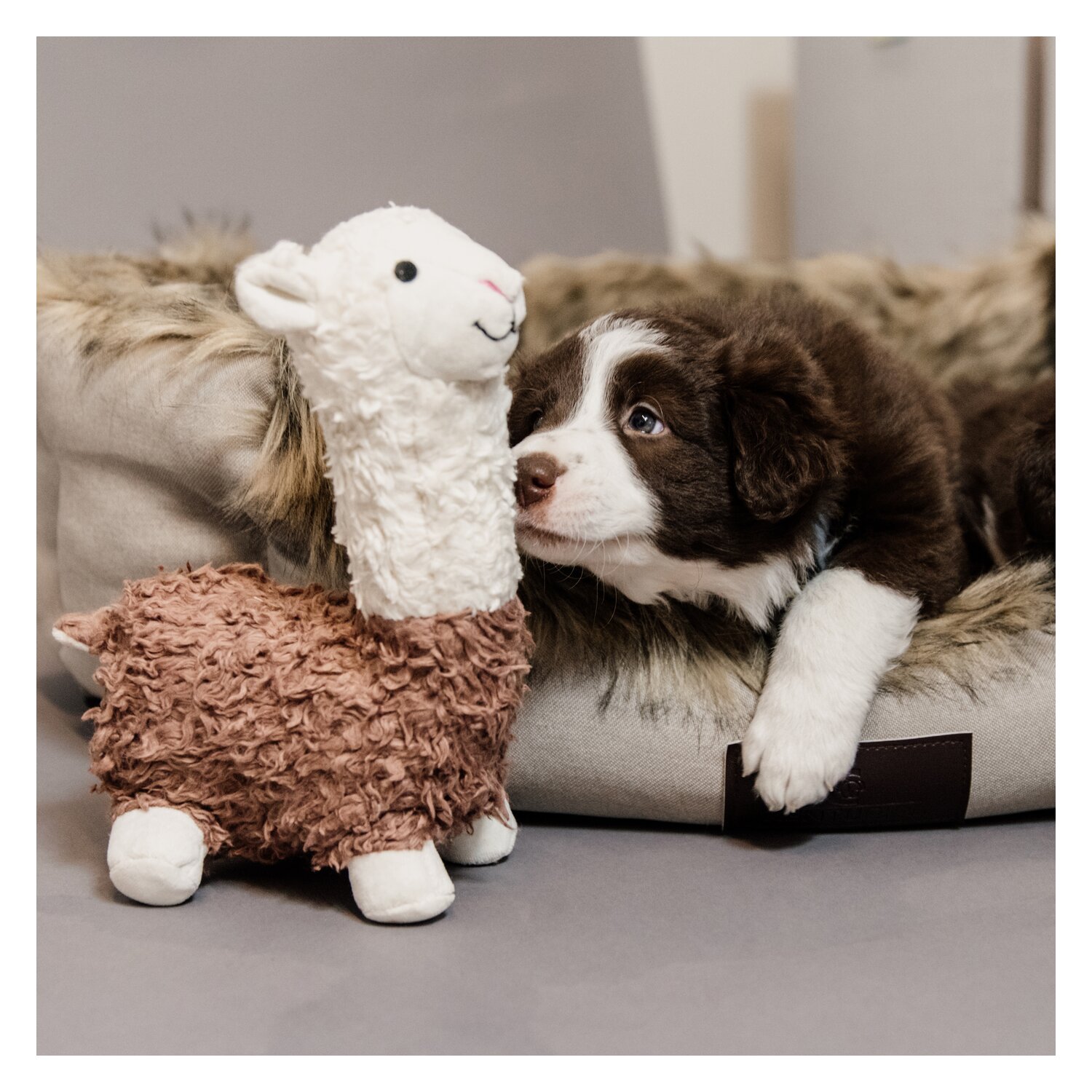 KENTUCKY DOGWEAR Hunde-Softspielzeug Alpaka Alfredo – Ansicht 2