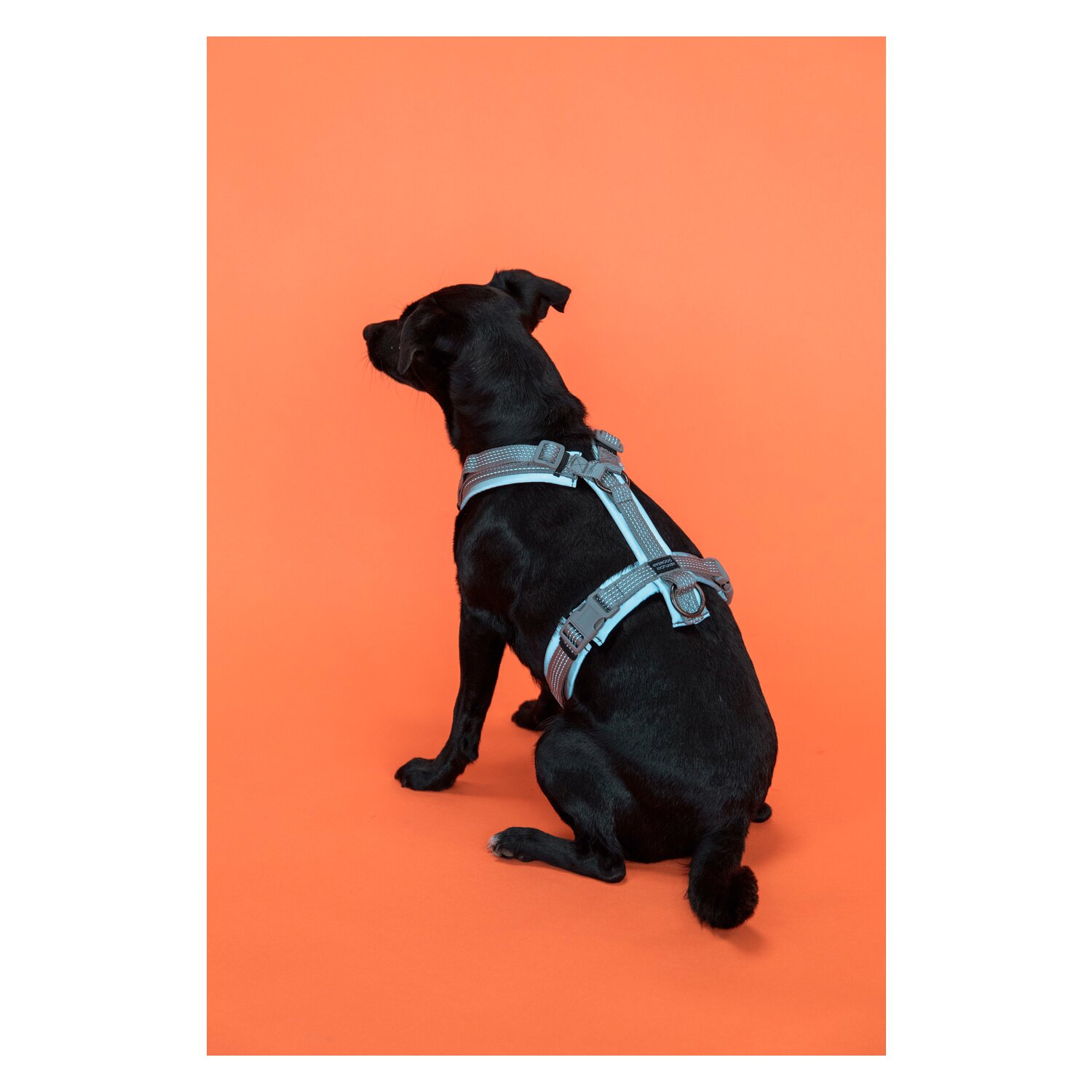 KENTUCKY Dogwear Hundegeschirr Active – Ansicht 3