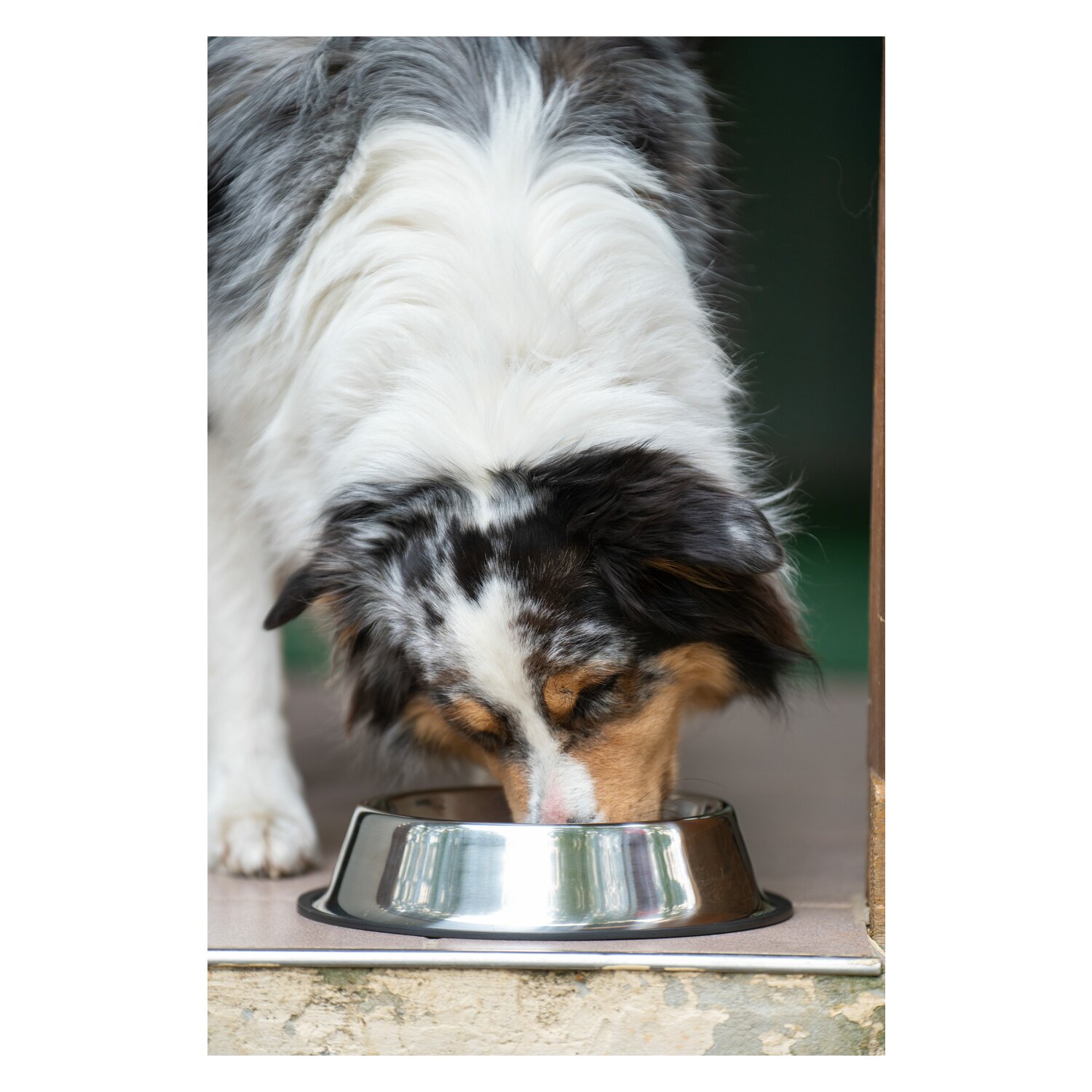 pawberry Hundenapf Edelstahl – Ansicht 2