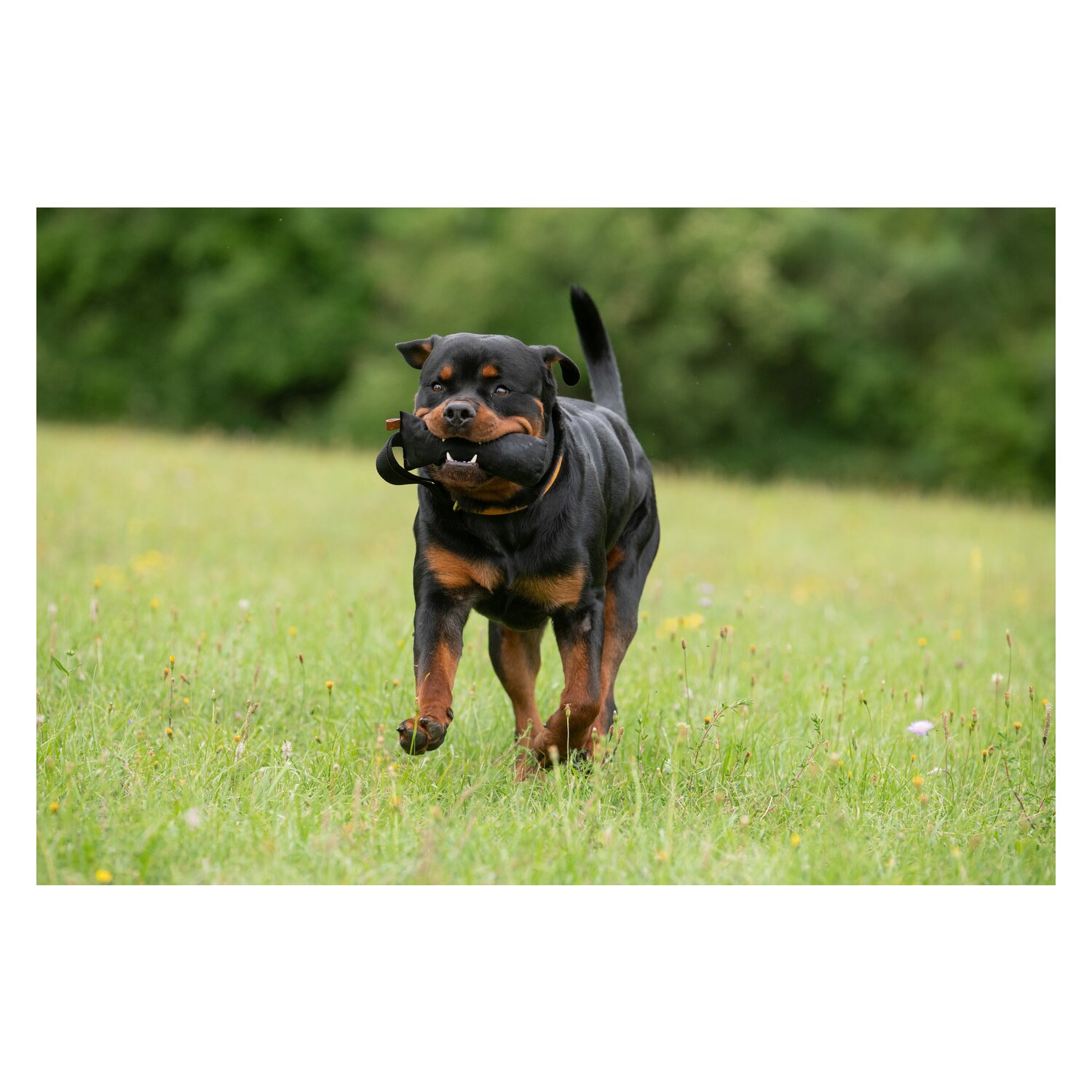 pawberry Trainingsdummy Gent – Ansicht 2