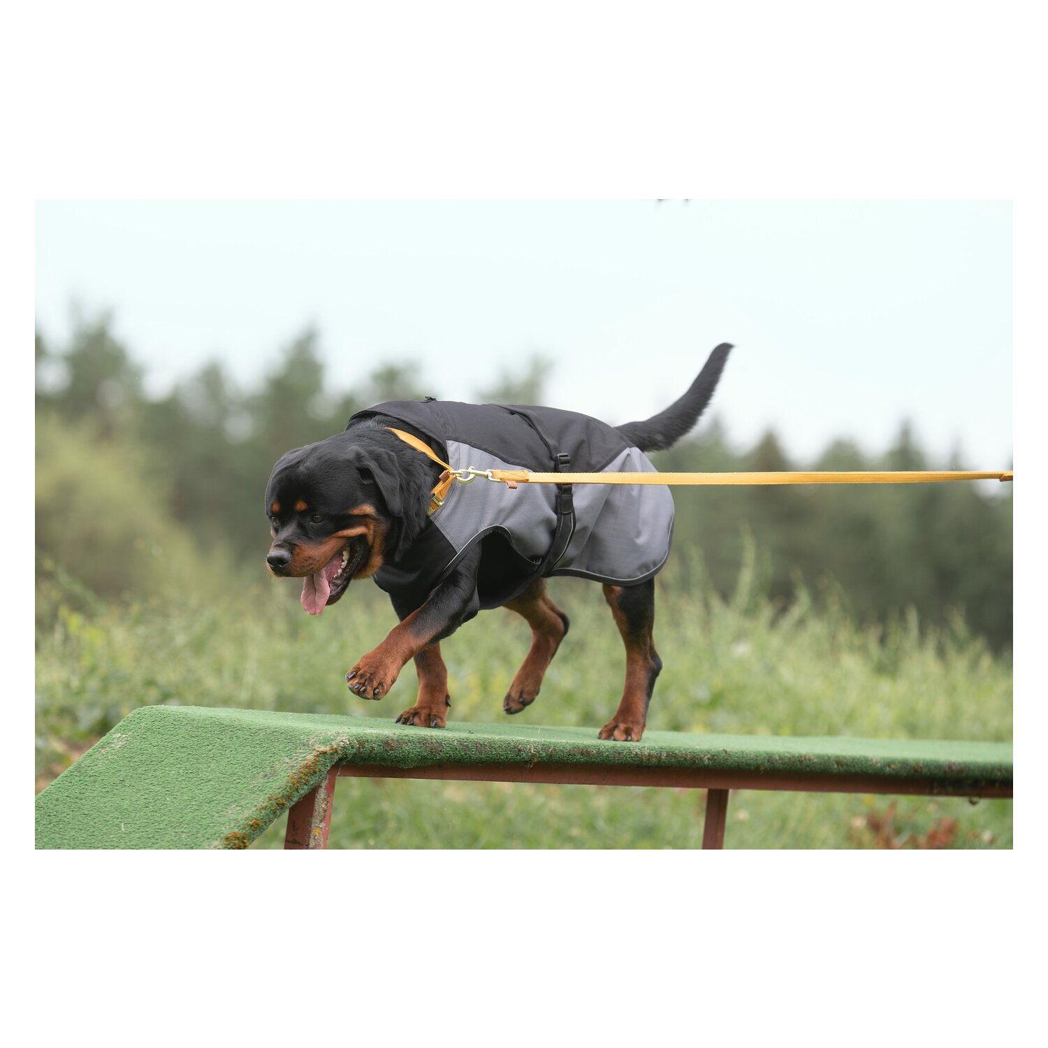 pawberry Hundemantel Jena &ndash; Ansicht 2