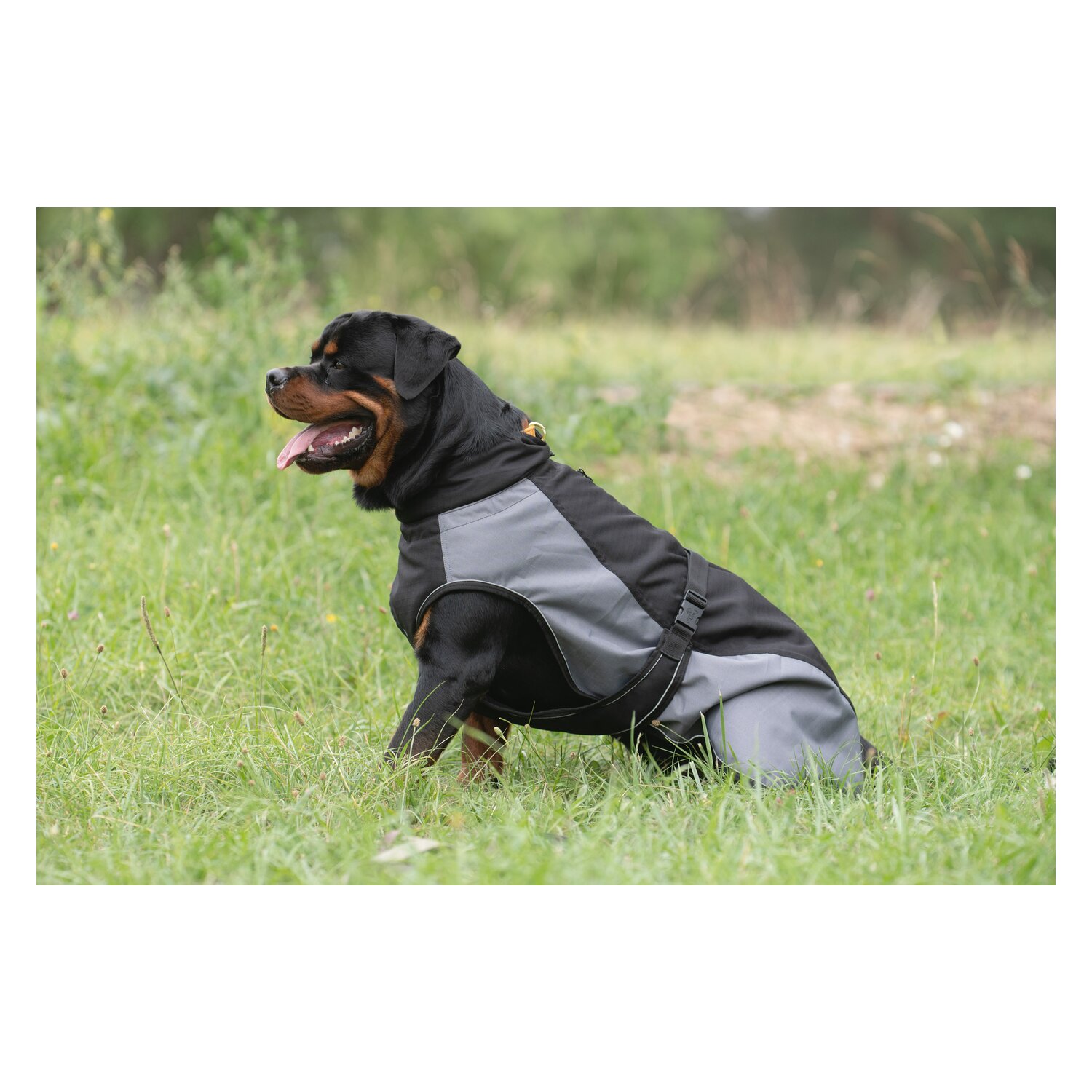 pawberry Hundemantel Jena &ndash; Ansicht 1