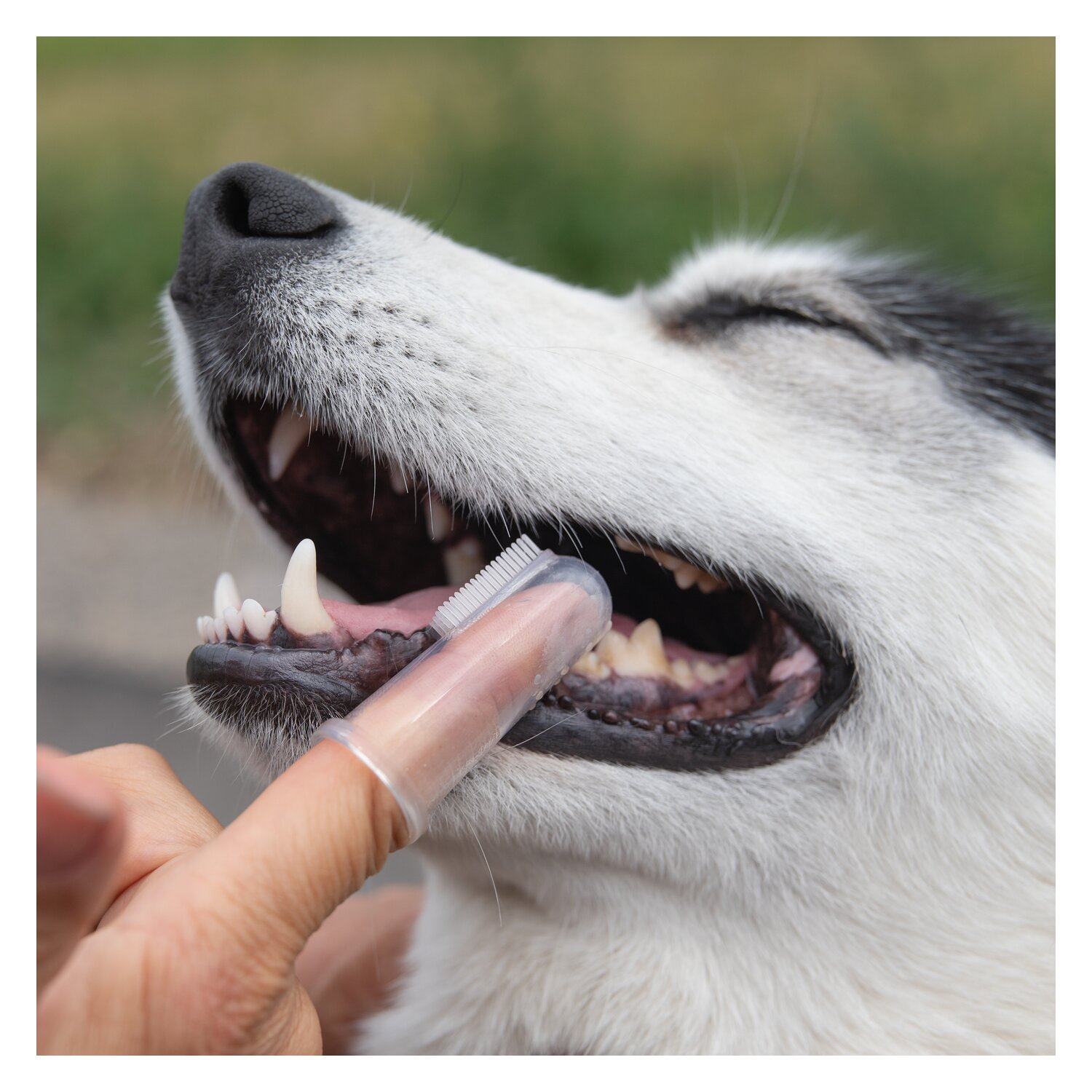 pawberry Fingerzahnbürste – Ansicht 2