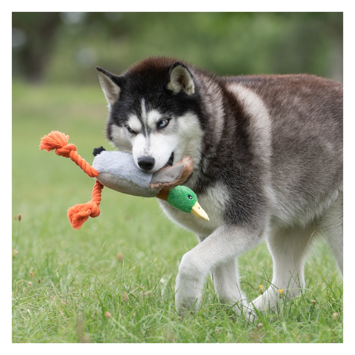 pawberry Plüschspielzeug – Ansicht 3