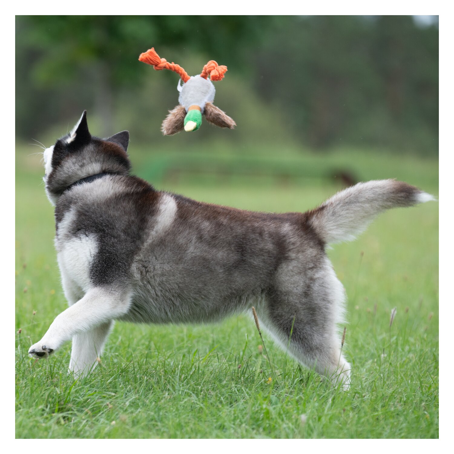 pawberry Plüschspielzeug – Ansicht 4