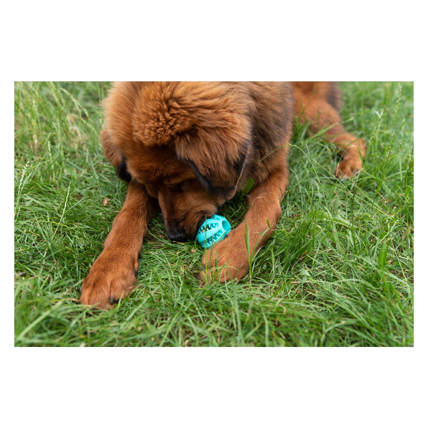 pawberry Dental-Ball – Ansicht 4