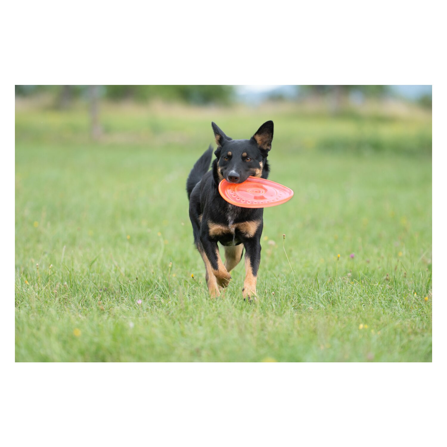 pawberry Frisbee Bissstark – Ansicht 2