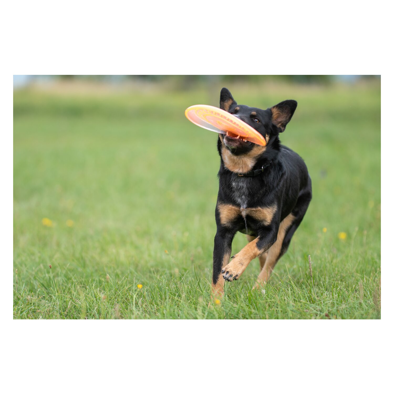 pawberry Frisbee Bissstark – Ansicht 3
