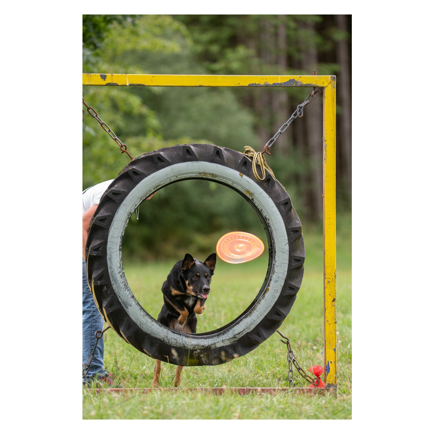 pawberry Frisbee Bissstark – Ansicht 4