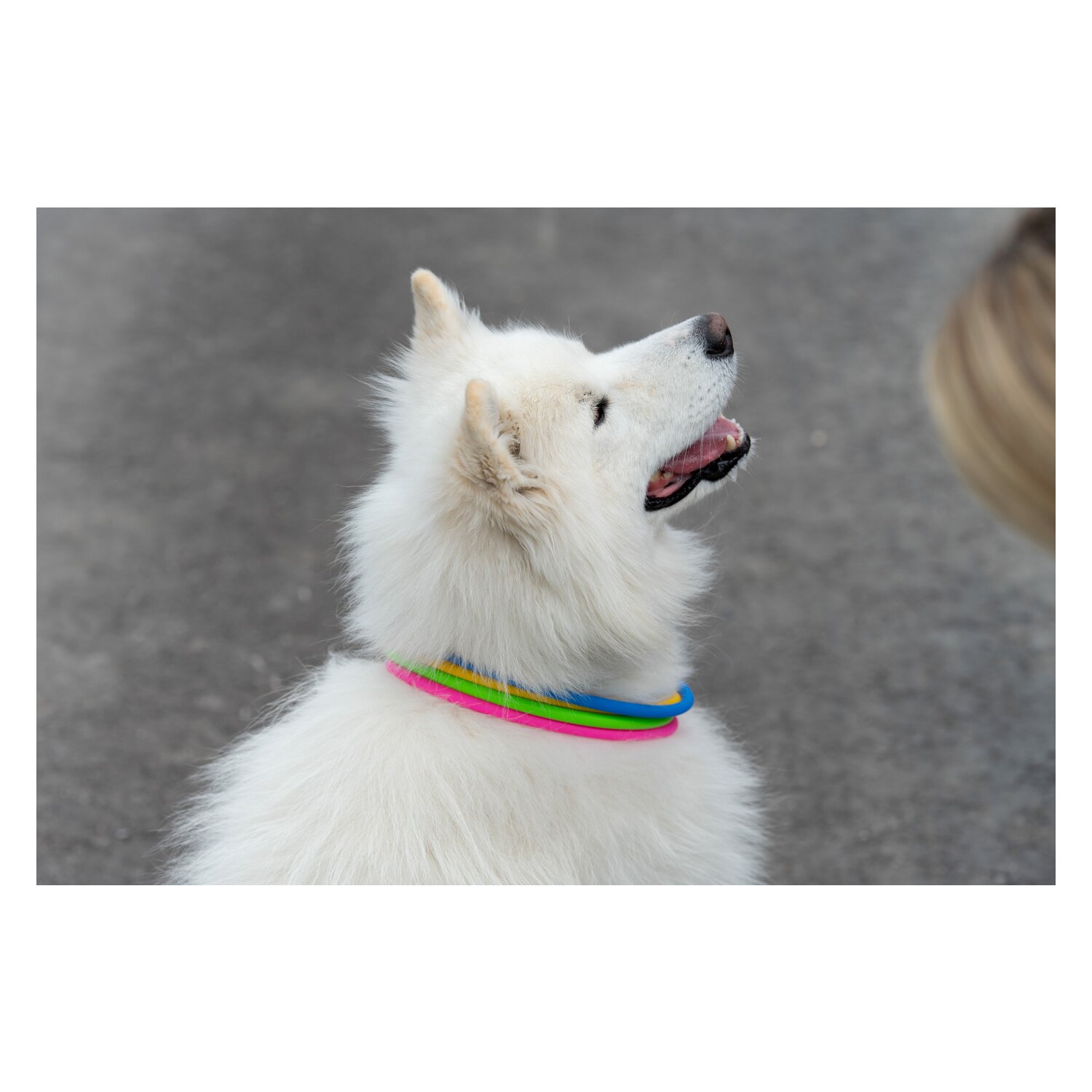 pawberry LED-Hundehalsband – Ansicht 2