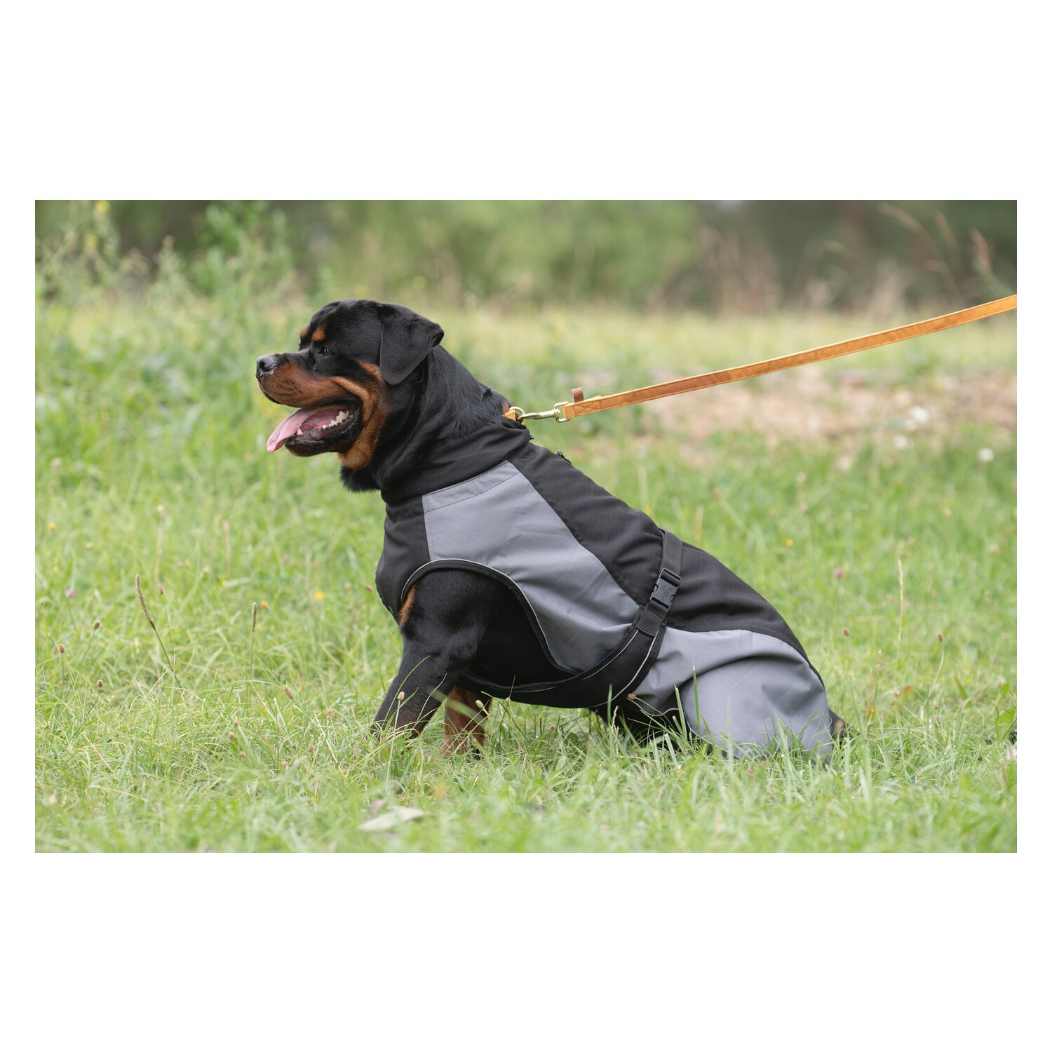 pawberry Hundeleine Sintra – Ansicht 3