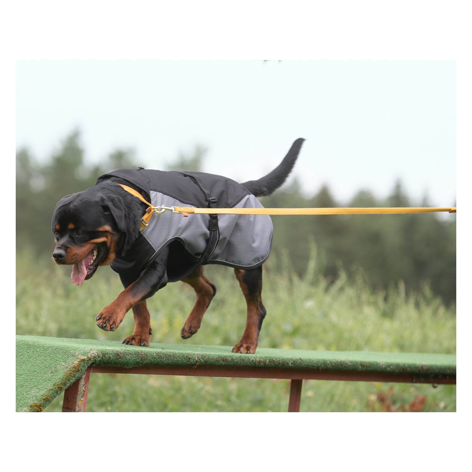 pawberry Hundeleine Sintra – Ansicht 2