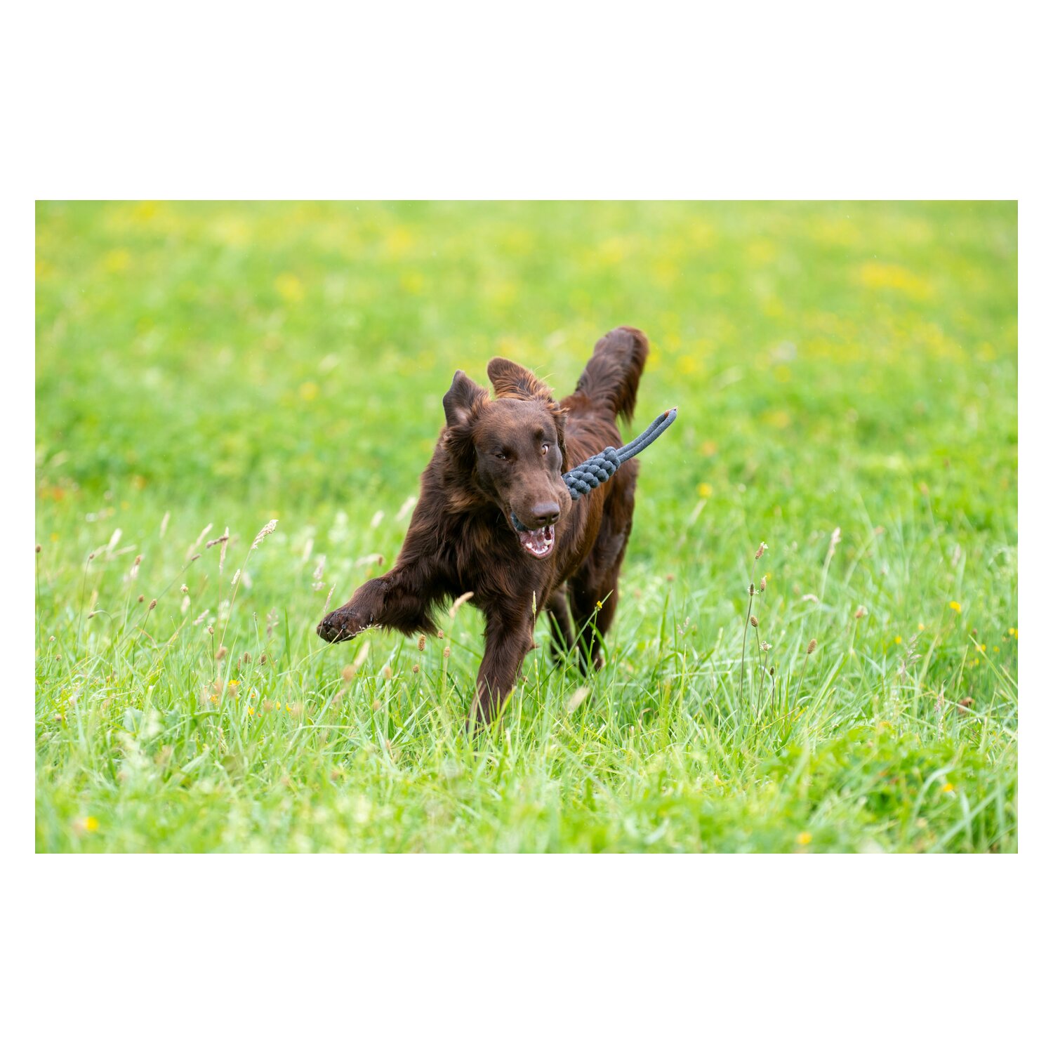 pawberry Baumwoll-Dummy geflochten &ndash; Ansicht 4