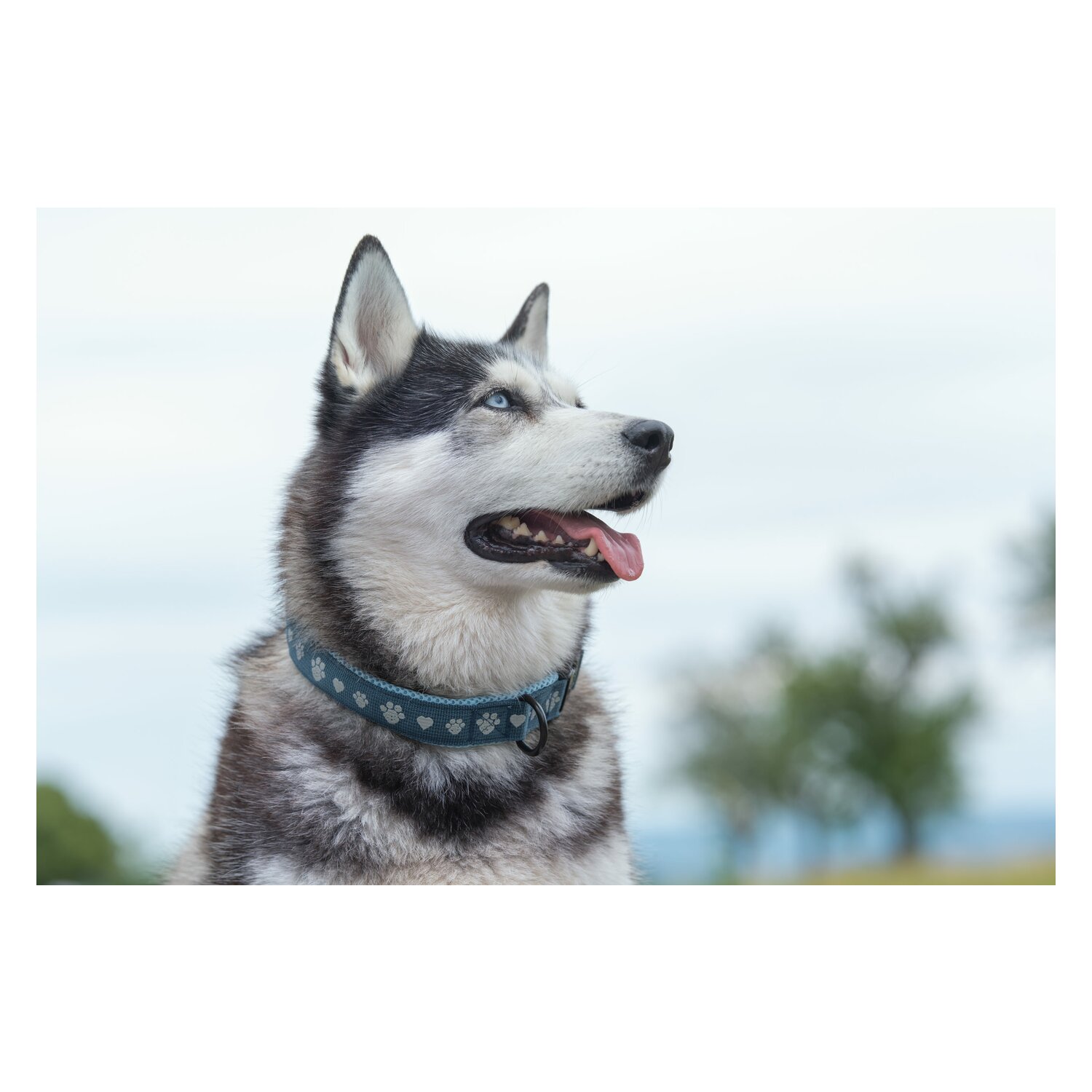 pawberry Hundehalsband Belfast – Ansicht 2