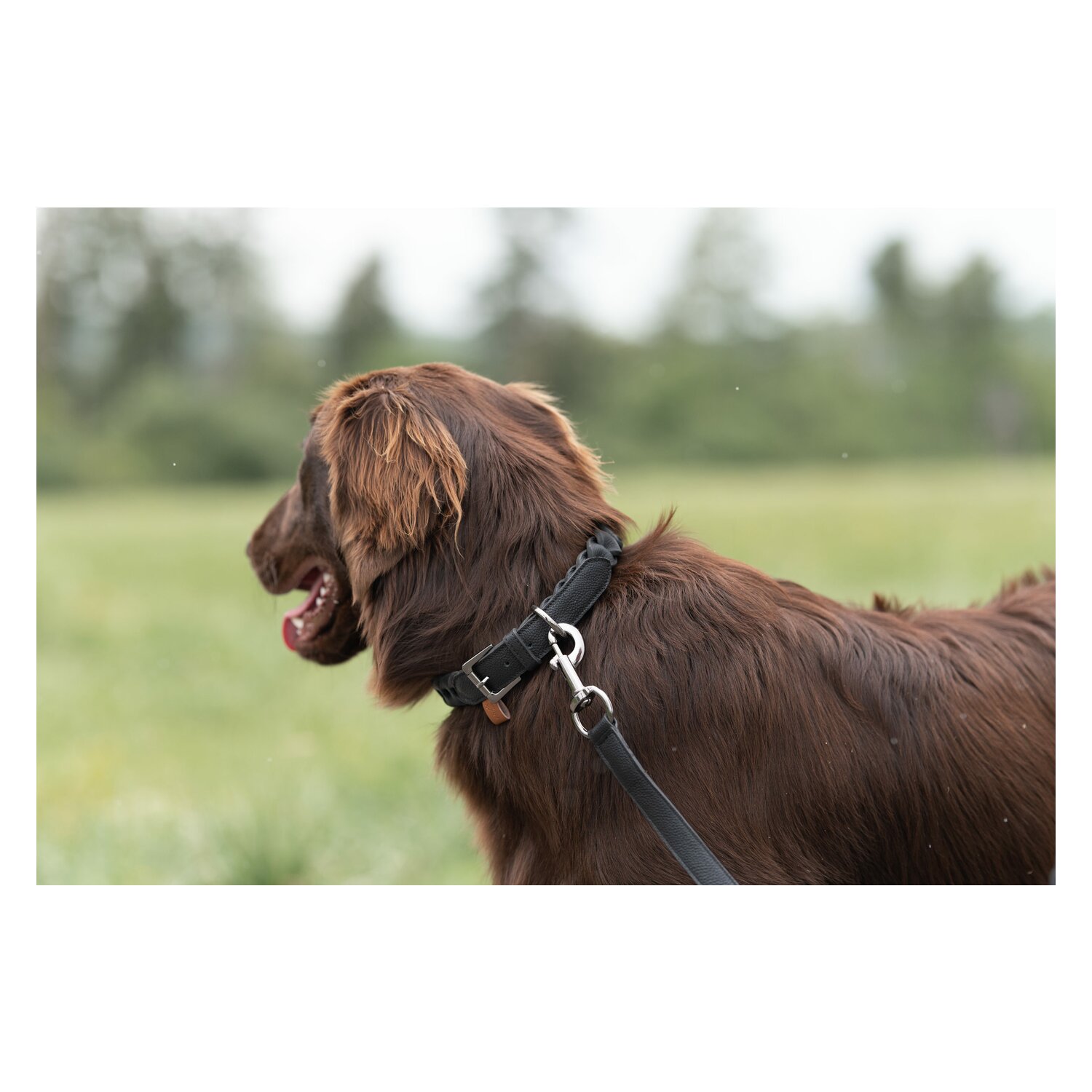 pawberry Hundehalsband Praha – Ansicht 5