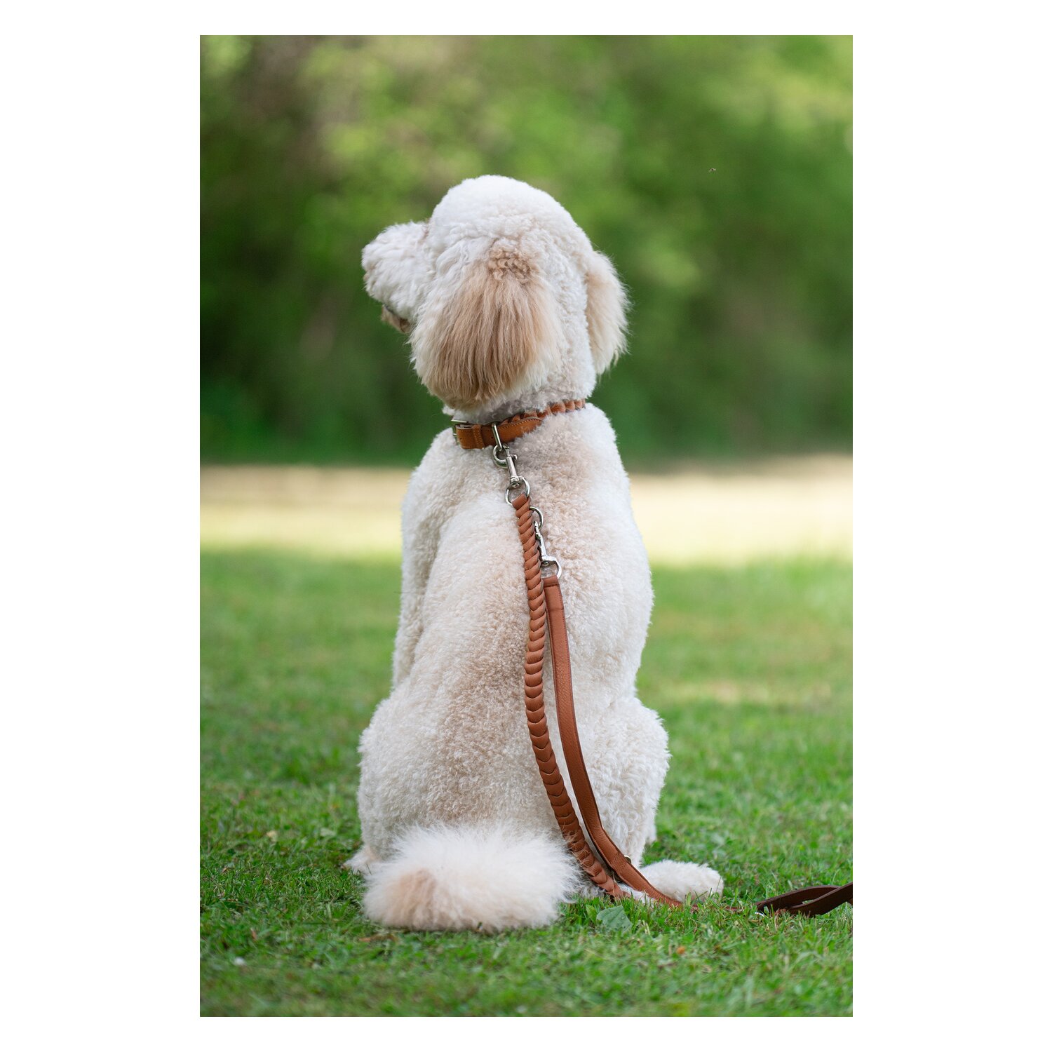 pawberry Hundehalsband Praha – Ansicht 2