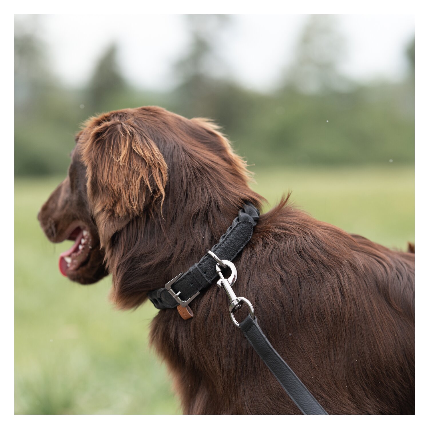 pawberry Hundeleine Praha – Ansicht 3