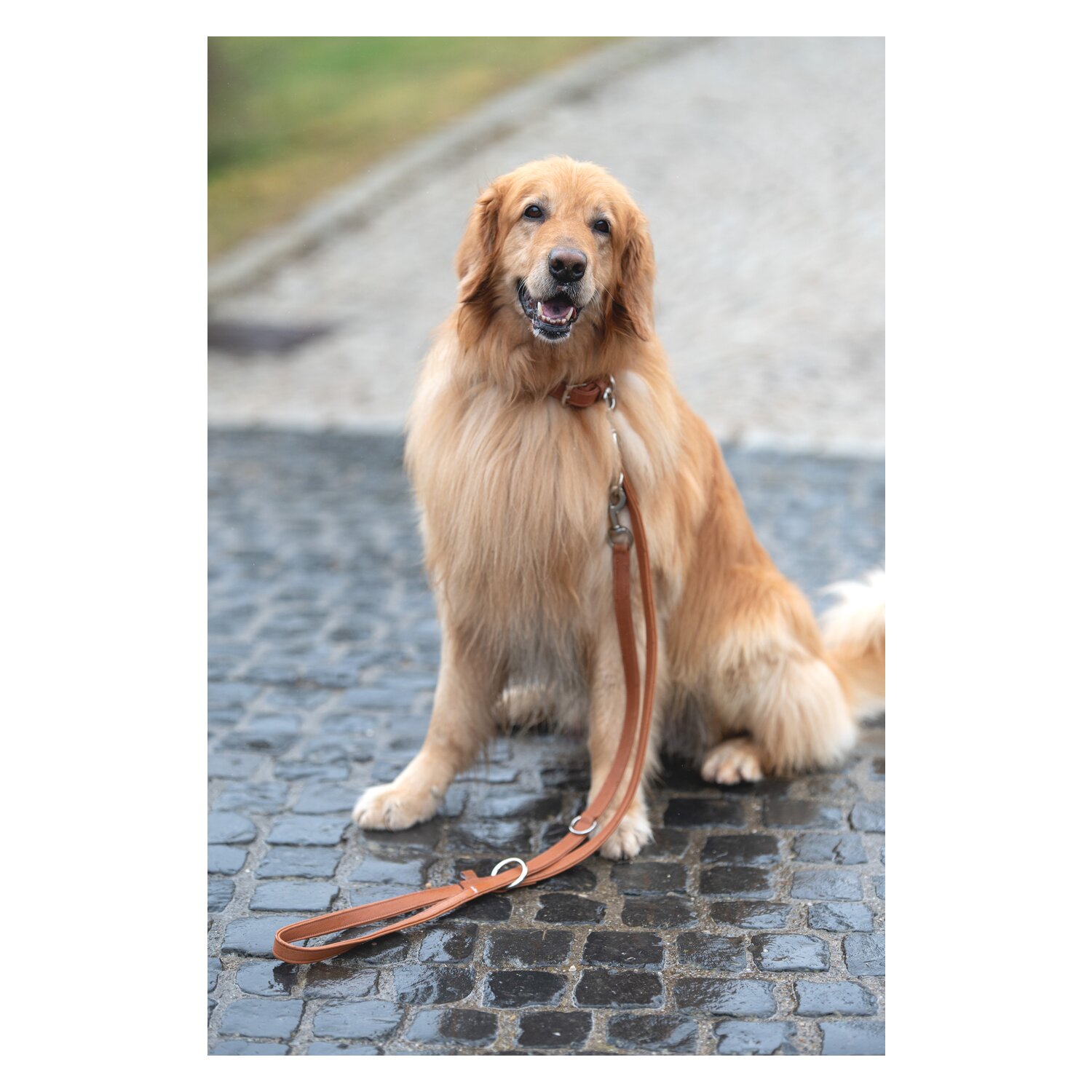 pawberry Hundeleine Melun – Ansicht 3