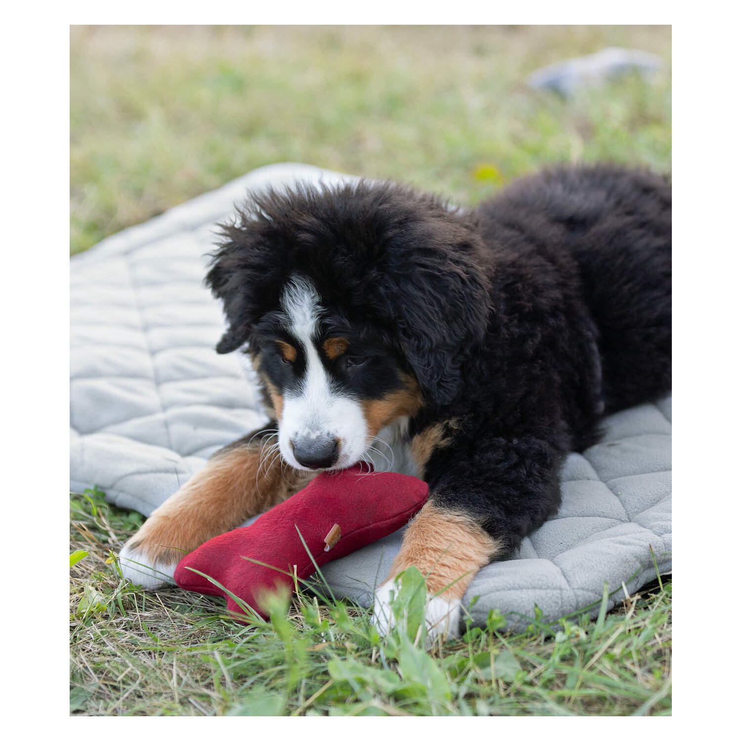 pawberry Hundeplatzdecke Fleece – Ansicht 3